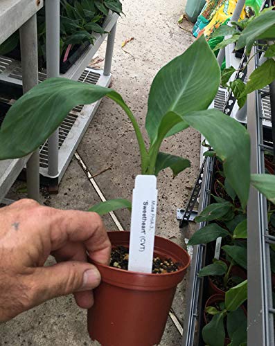 Sweetheart Banana Plant - Rare FHIA-03 Dwarf Banana Tree for Sale - Live Tropical Fruit Plant for Home Garden, Patio & Indoor Decor