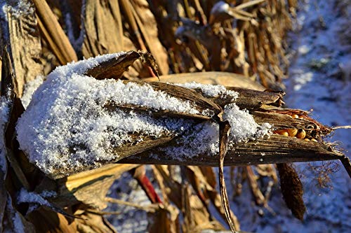 20x30 Inch Winter Snow Corn on The Cob Frozen Laminated Poster - Bright Colors & Vivid Imagery - Fits Standard Frames - Perfect for Kitchen Decor, Farmhouse Style, Holiday Gifts & Winter Home Decoration