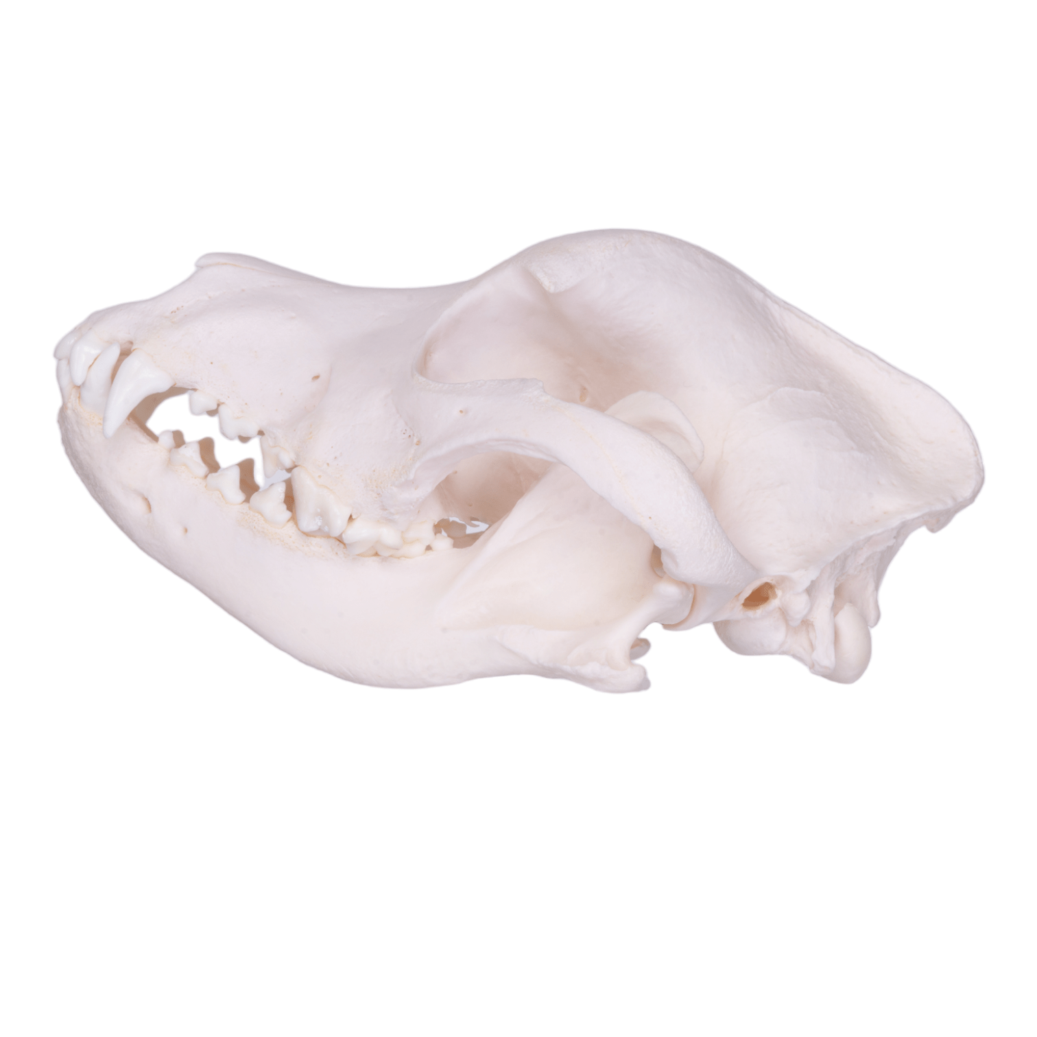 Real Rottweiler Dog Skull - Authentic Canine Specimen for Veterinary Study, Taxidermy & Halloween Decor