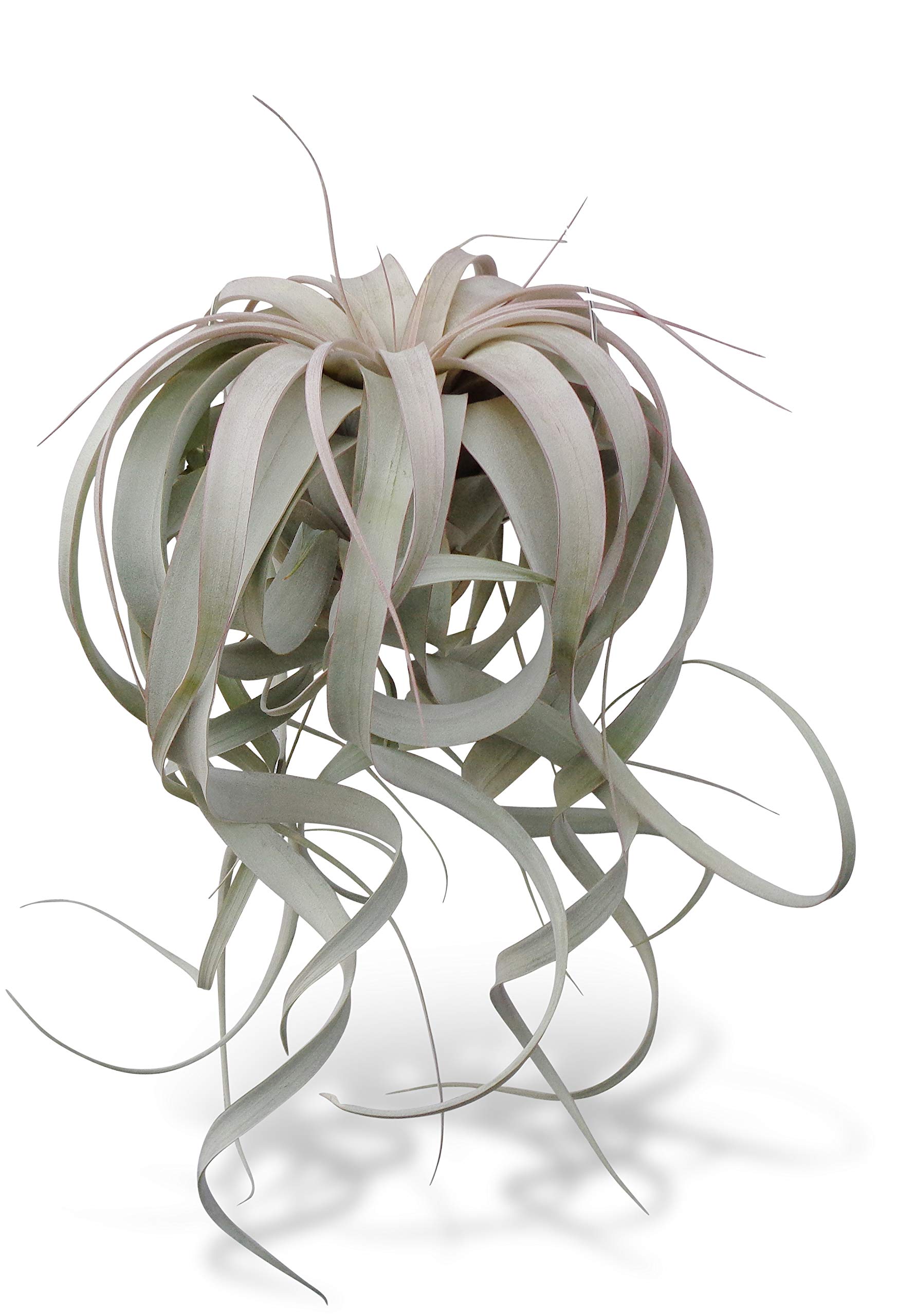 Large Tillandsia Xerographica Air Plants - Low Maintenance Indoor Decor, Perfect for Home, Office, and Terrarium Displays