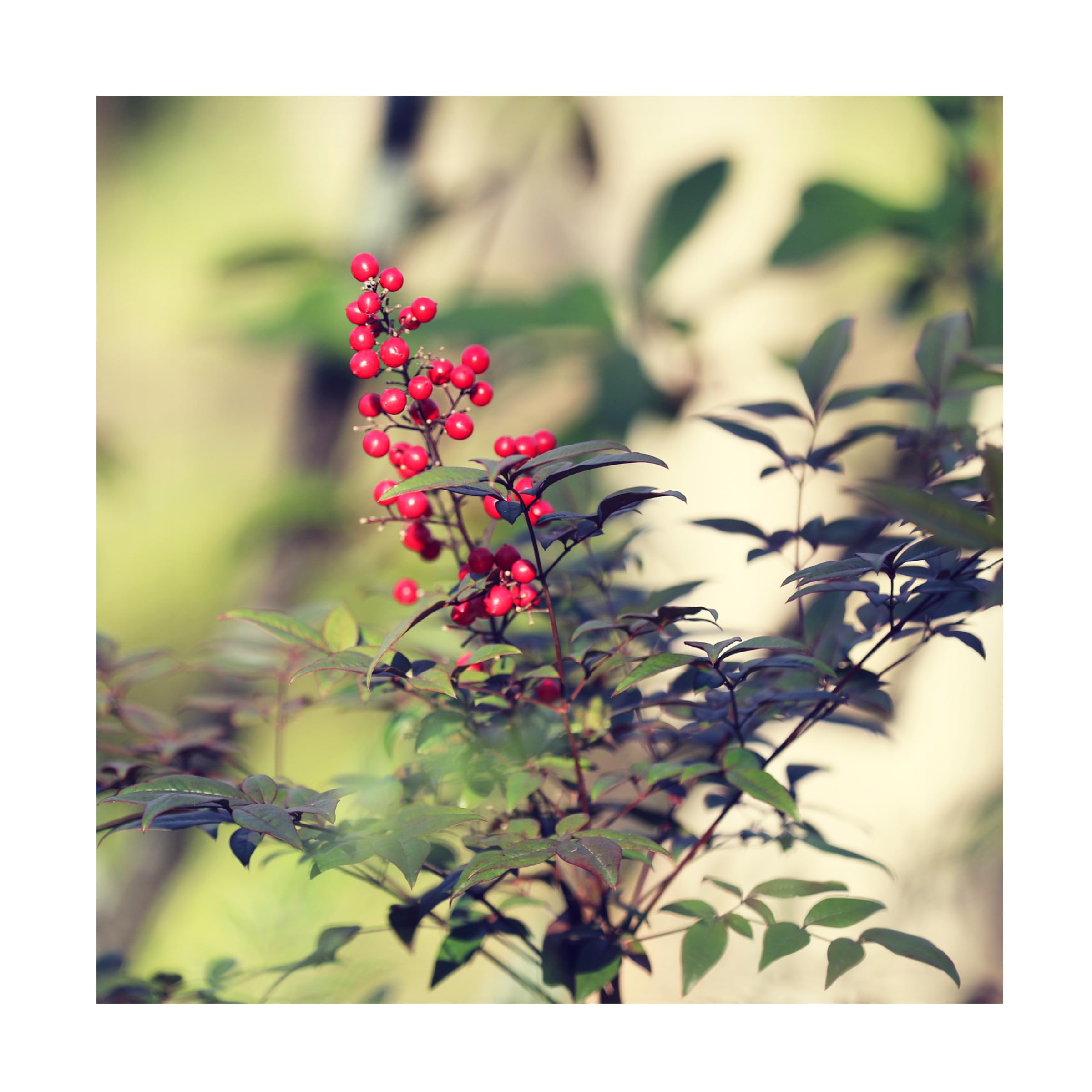 Trademark Fine Art 'Colours In The Forest' Canvas Wall Art Print by Beata Czyzowska - Nature Inspired Landscape Painting for Living Room, Bedroom & Office Decor