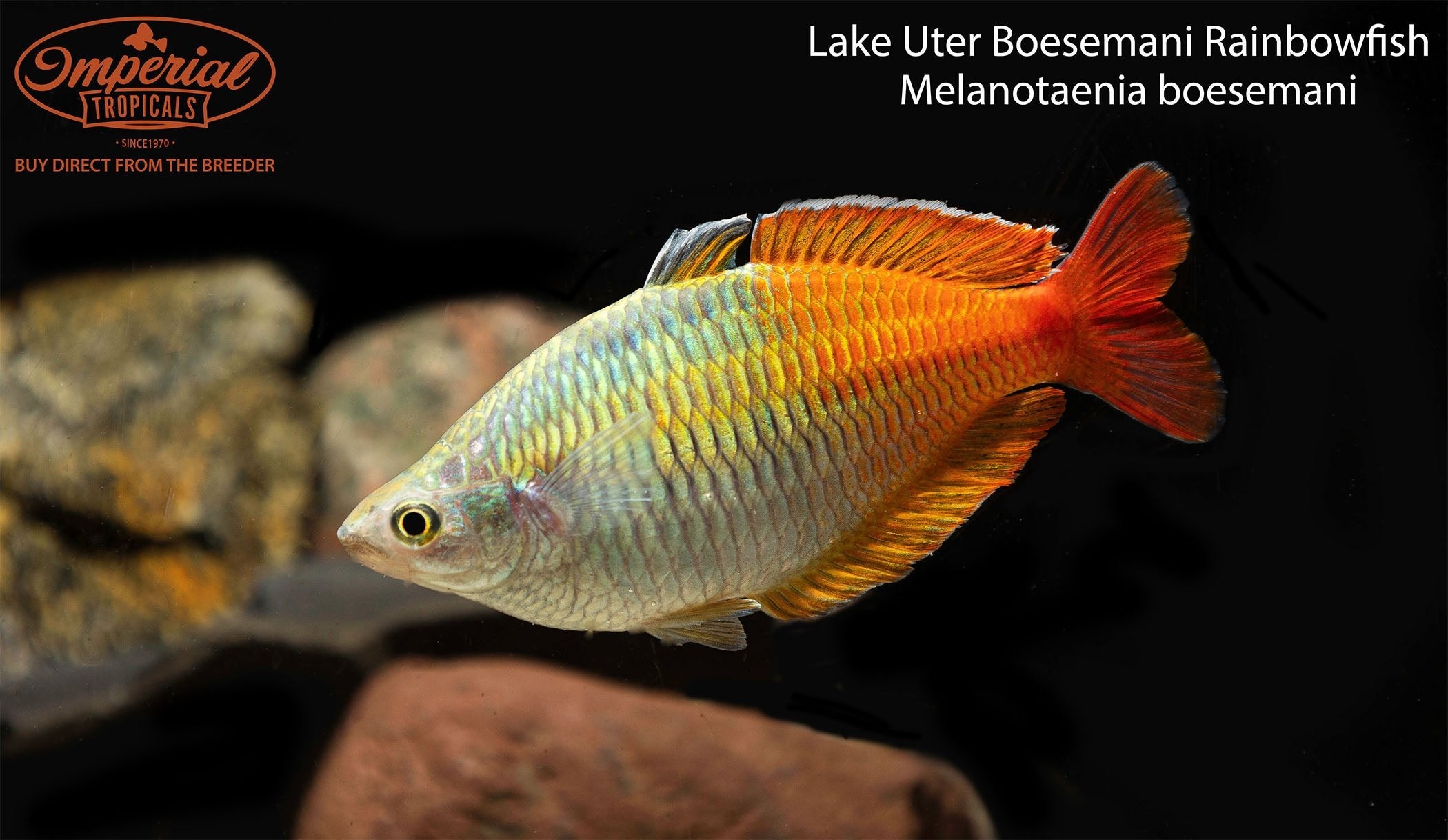 Lake Uter Boesemani Rainbowfish - Vibrant Tropical Fish for Aquariums | Perfect for Freshwater Tanks & Community Aquascaping