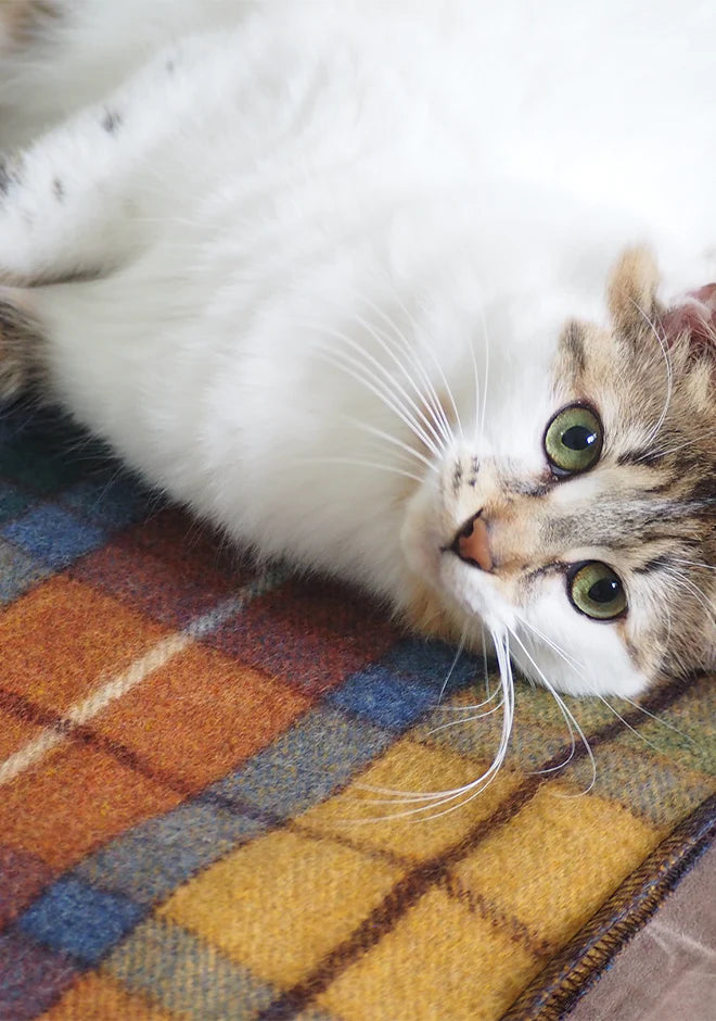 Premium Pet Blanket in Antique Buchanan Tartan Plaid - Soft & Cozy Dog & Cat Blanket for Beds, Couches & Travel | Machine Washable