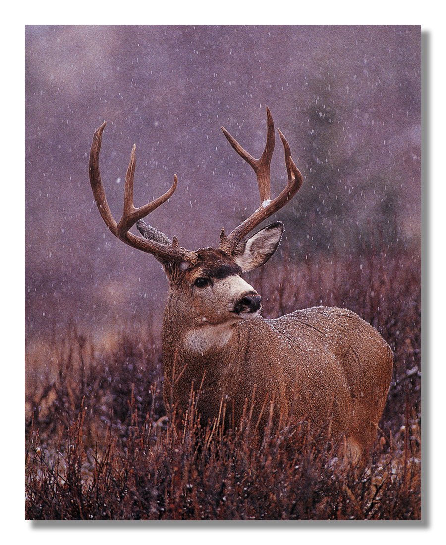 8x10 Buck Deer with Big Antler Rack Standing in Snow - Winter Wildlife Wall Art Print for Cabin, Lodge & Hunting Decor