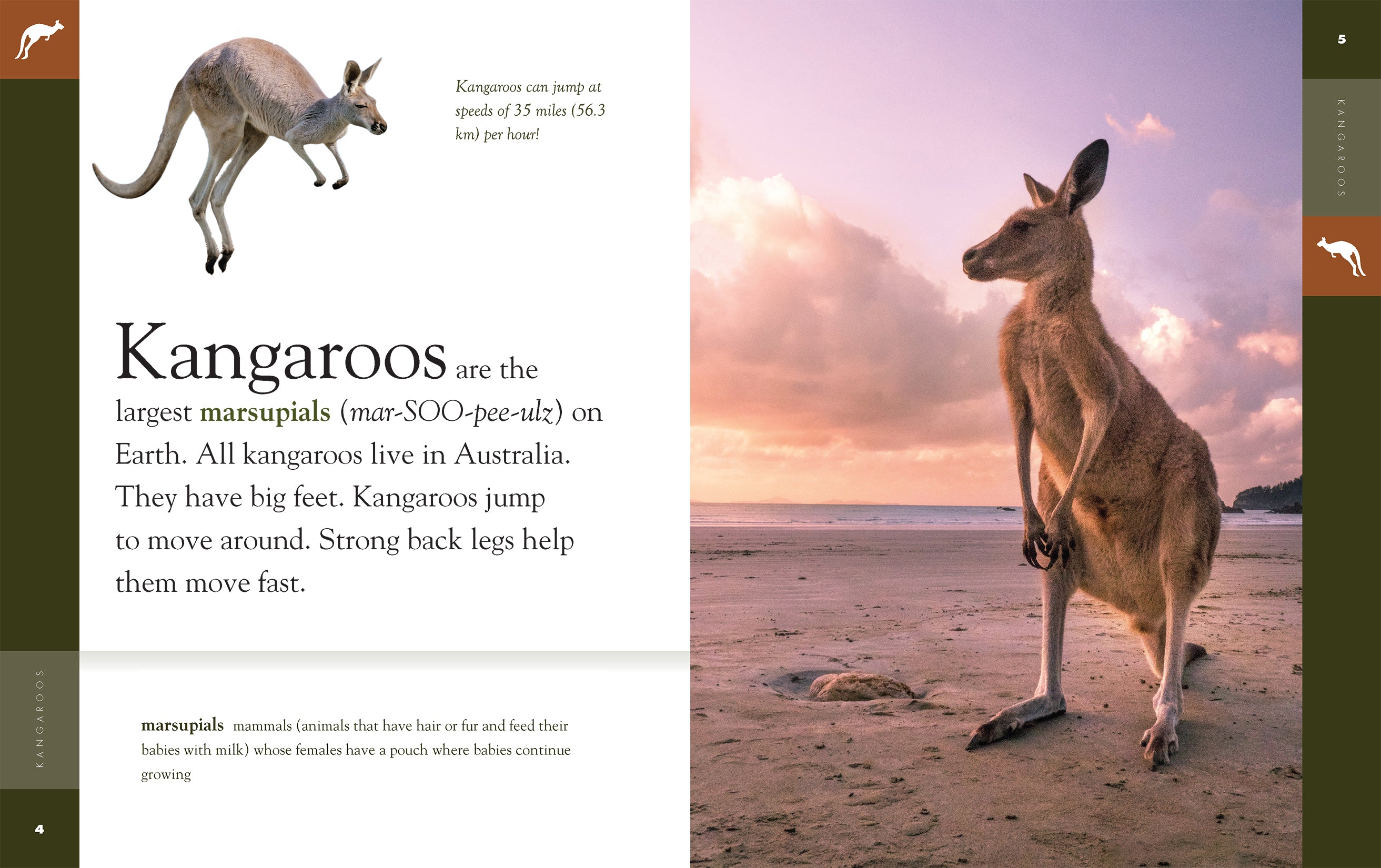 Kangaroos: Fascinating Wildlife Book (ISBN 9781640263826) - Perfect for Animal Lovers & Nature Enthusiasts
