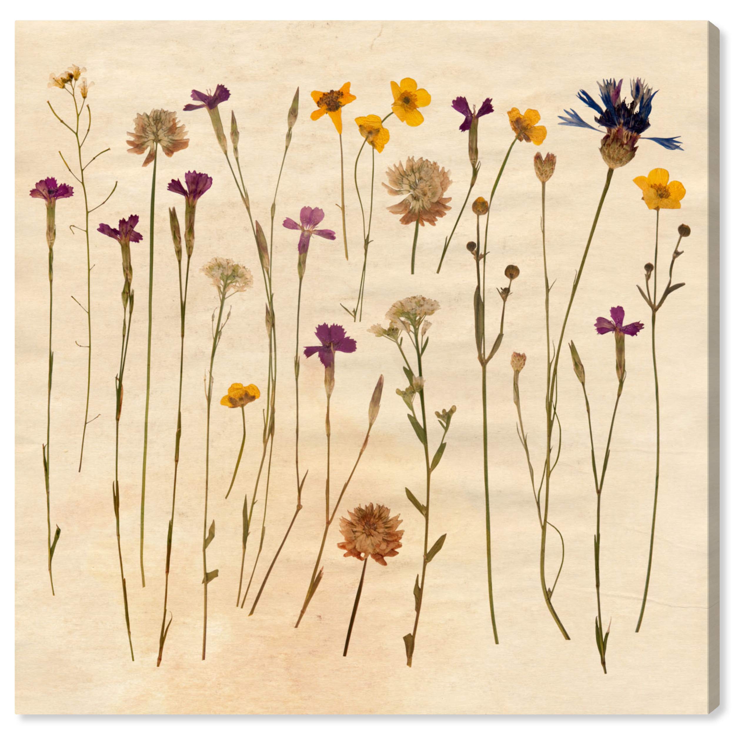 Vintage Floral Wall Art Canvas Prints - Oliver Gal Artist Co. Home Decor 20