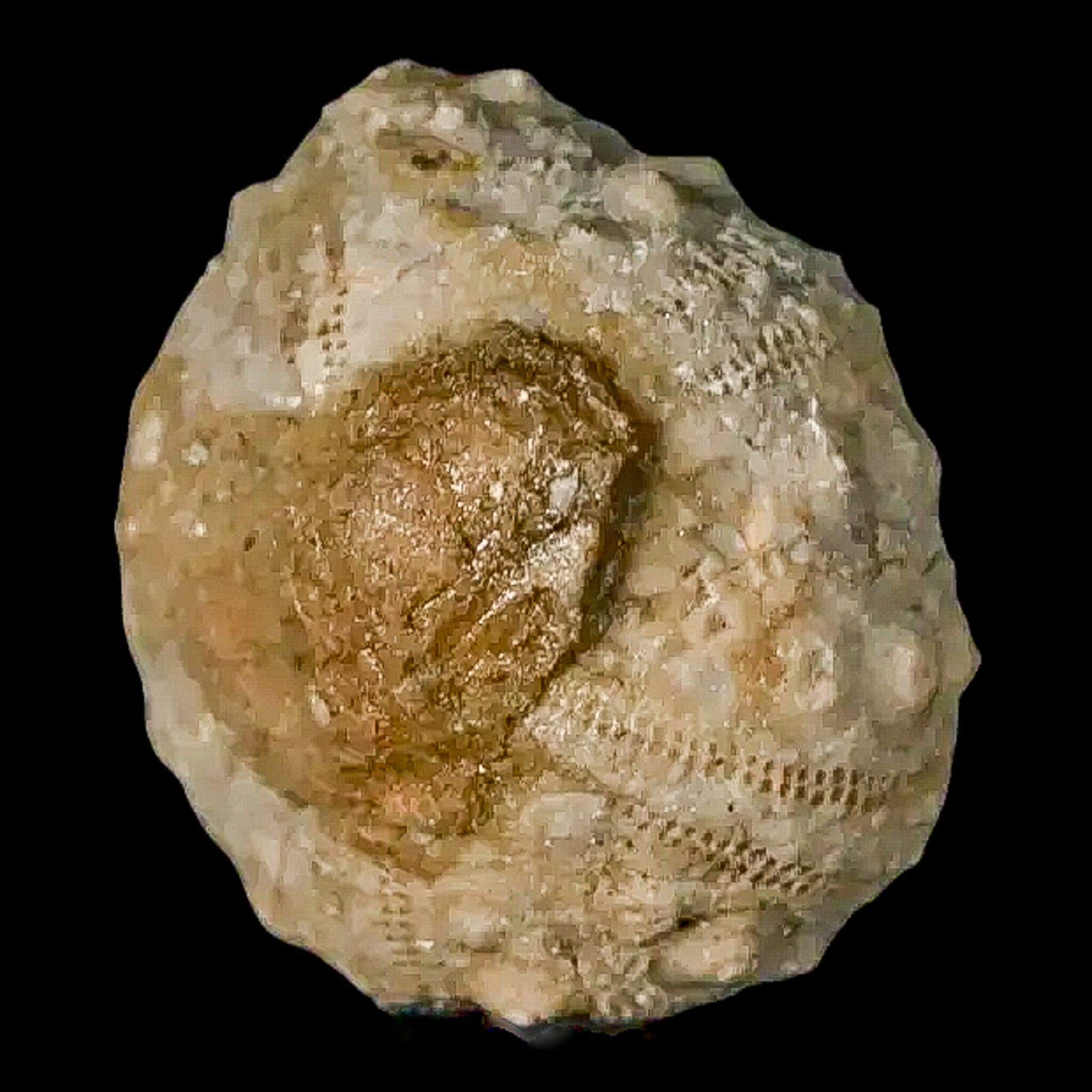 26MM Detailed Fossil Conopygus Sea Urchin Echinoid from Cretaceous Period - Authentic Morocco Fossil for Collectors, Education & Home Decor