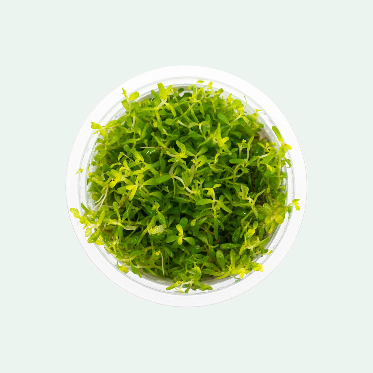 Rotala Macrandra Pink Aquatic Plant - Freshwater Aquarium Plant for Fish Tanks, Aquascaping & Planted Tanks | Perfect for Background Planting in Nano Tanks