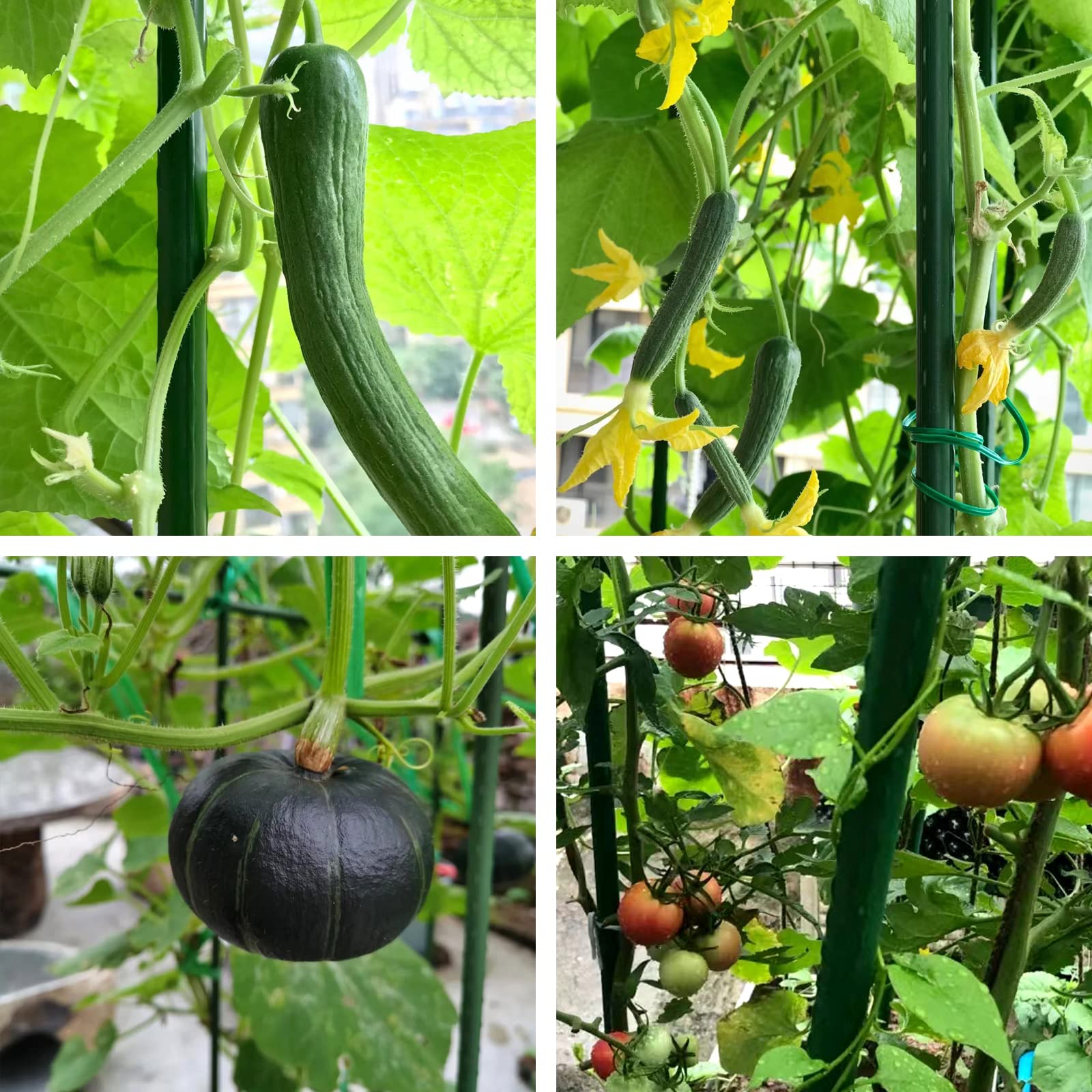 8 FT Metal Garden Stakes for Outdoor Plants - 0.78 Inch Diameter Plant Support Stakes (10 Pack) | Heavy Duty Pole Beans, Cucumber & Climbing Plants Support | Perfect for Vegetable Gardens, Vineyards & Backyard Gardening