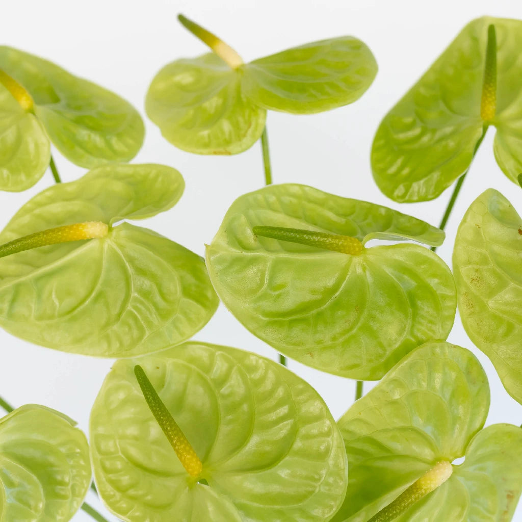 Anthurium Apple Green Tropical Flower - Exotic Live Houseplant for Home & Office Decor - Perfect for Gifts, Weddings, and Indoor Gardening