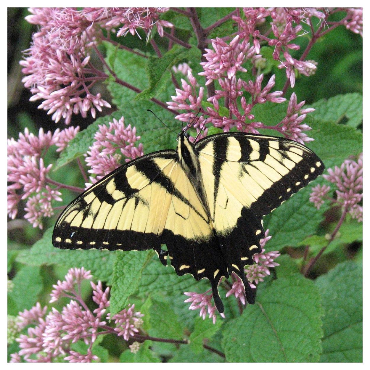 Everwilde Farms - 2000 Joe Pye Weed Native Wildflower Seeds - Gold Vault Jumbo Seed Packet for Pollinator Gardens & Natural Landscaping