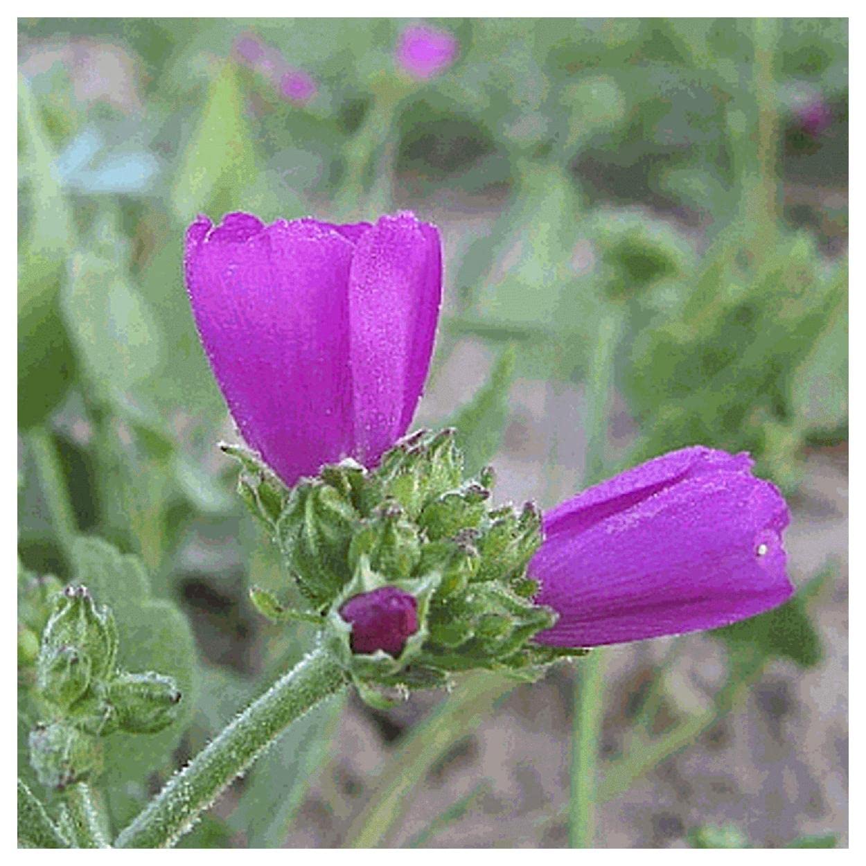 Everwilde Farms - 25 Clustered Poppy Mallow Native Wildflower Seeds - Gold Vault Seed Packet for Pollinator Gardens & Natural Landscaping