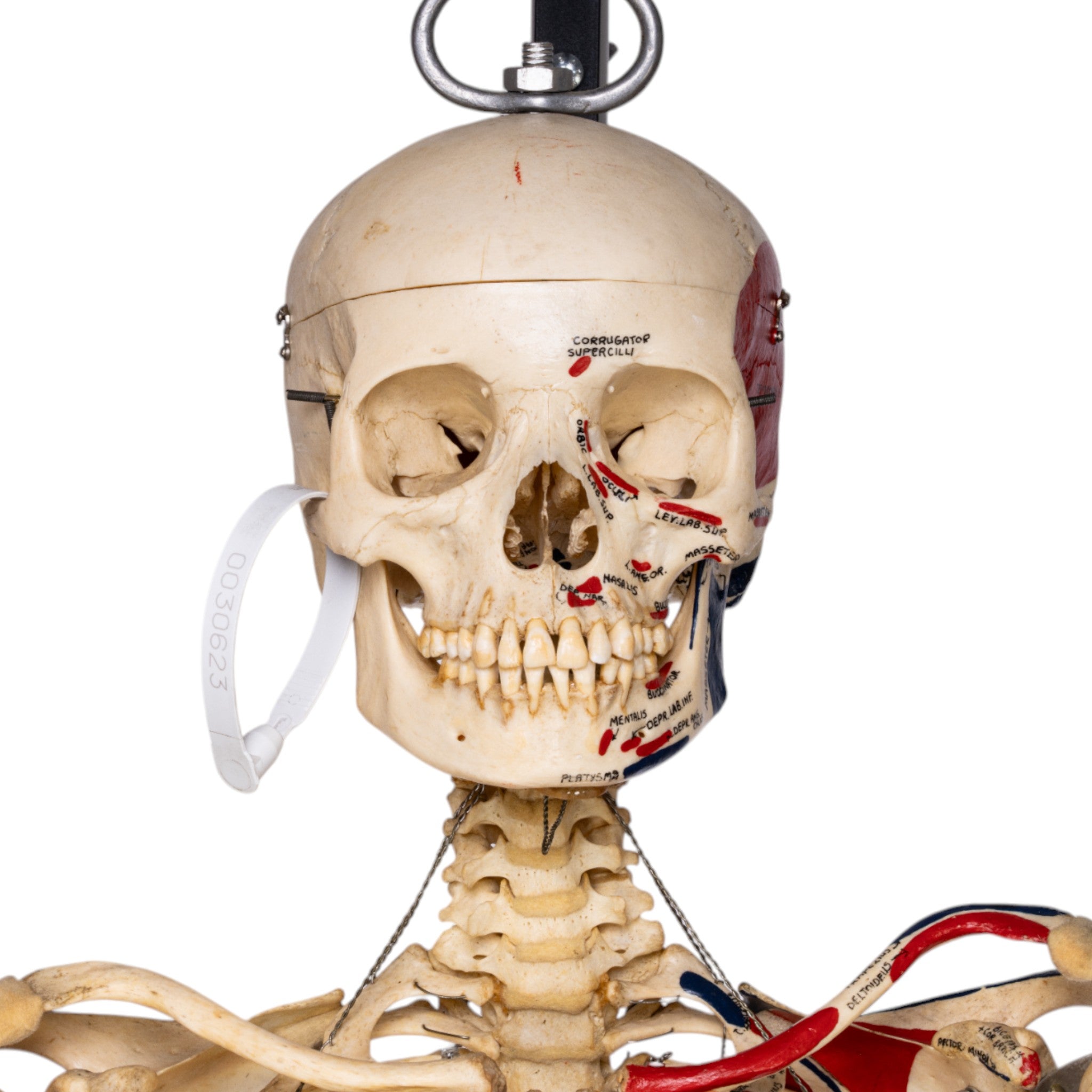 Articulated Real Human Skeleton Model - Medical Anatomy Educational Display for Doctors, Students & Halloween Decor