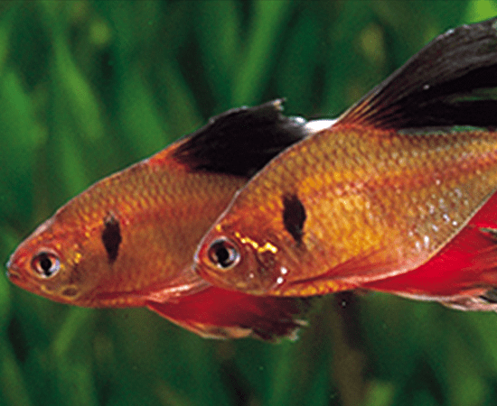 Longfin Serpae Tetra Fish - Vibrant Red Freshwater Aquarium Fish for Community Tanks | Perfect for Planted Tanks & Peaceful Aquariums