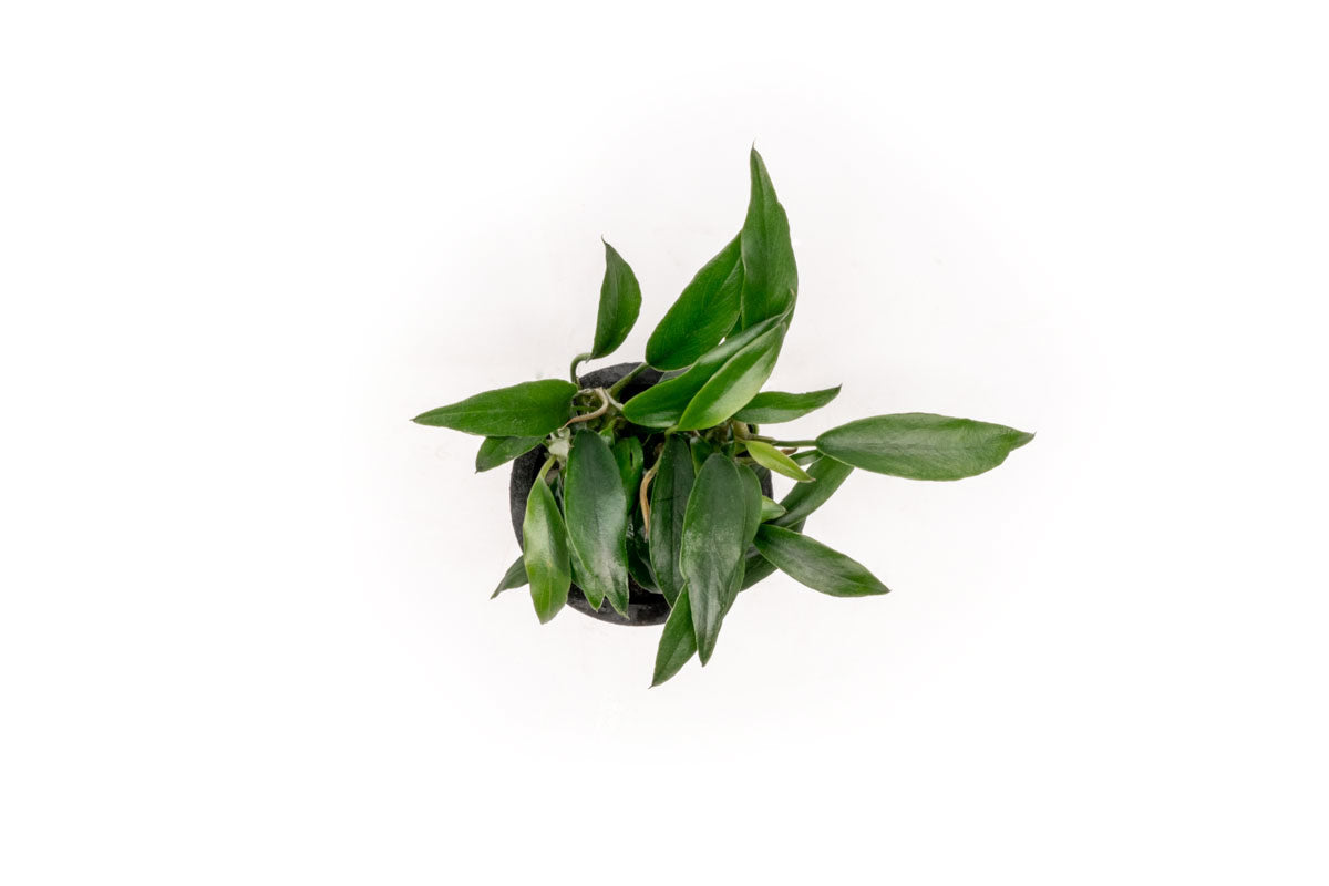 Anubias Chili Jalapeño - Live Aquarium Plant for Freshwater Fish Tanks | Low Light Aquatic Plants for Beginners | Perfect for Aquascaping and Shrimp Tanks