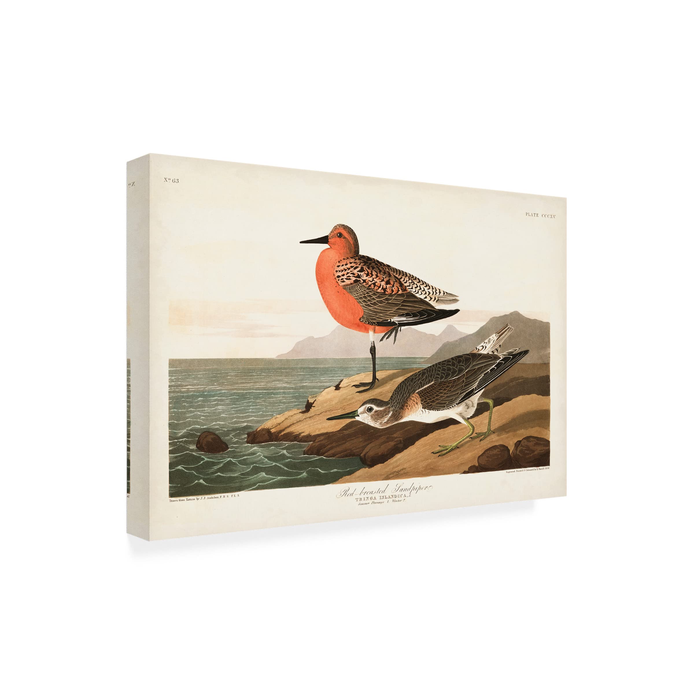 John James Audubon 'Red-breasted Sandpiper' Canvas Art Print 16x24 - Premium Wildlife Wall Decor for Living Room, Office & Nature Lovers