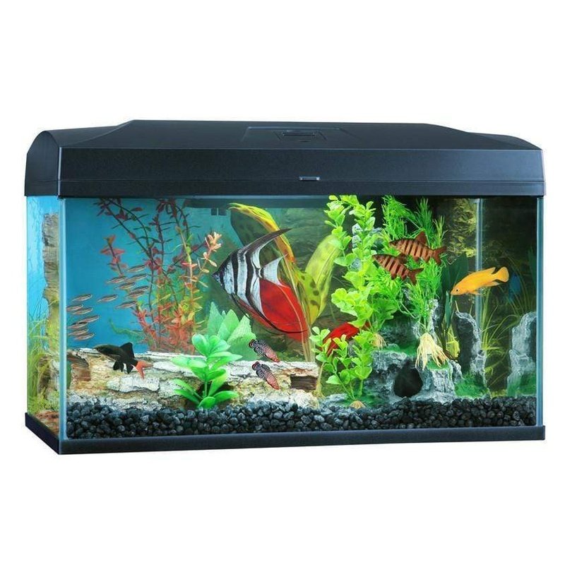 Blue Planet Classic 50L LED Aquarium Tank - Perfect for Home, Office & Classroom Fish Keeping | 13 Gallon Freshwater or Saltwater Fish Tank with Energy-Efficient Lighting