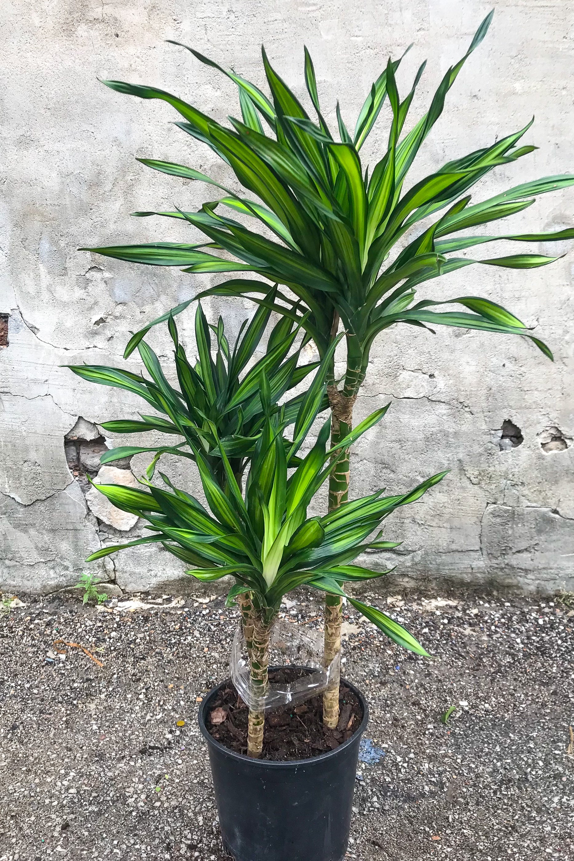 Dracaena 'Rikki' Cane 8