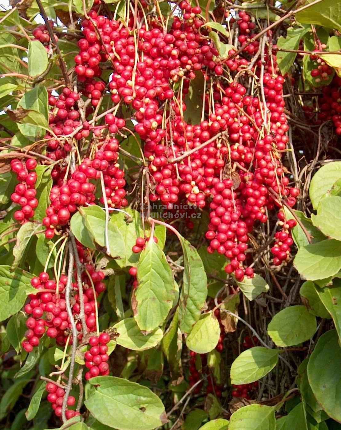 Premium Schisandra Chinensis Seeds (20 Count) - Organic Chinese Magnolia Vine for Home Gardening, Edible Fruit & Herbal Tea | Grow Your Own Superfood for Health & Wellness