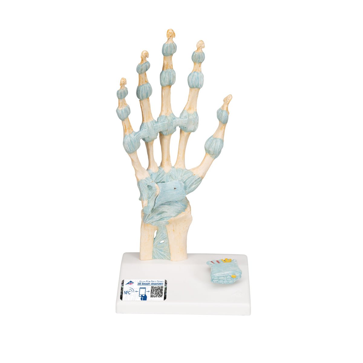 Hand Skeleton Model with Ligaments & Carpal Tunnel - Anatomical Study Tool for Medical Students, Doctors & Science Education | Perfect for Classroom, Lab & Office Display