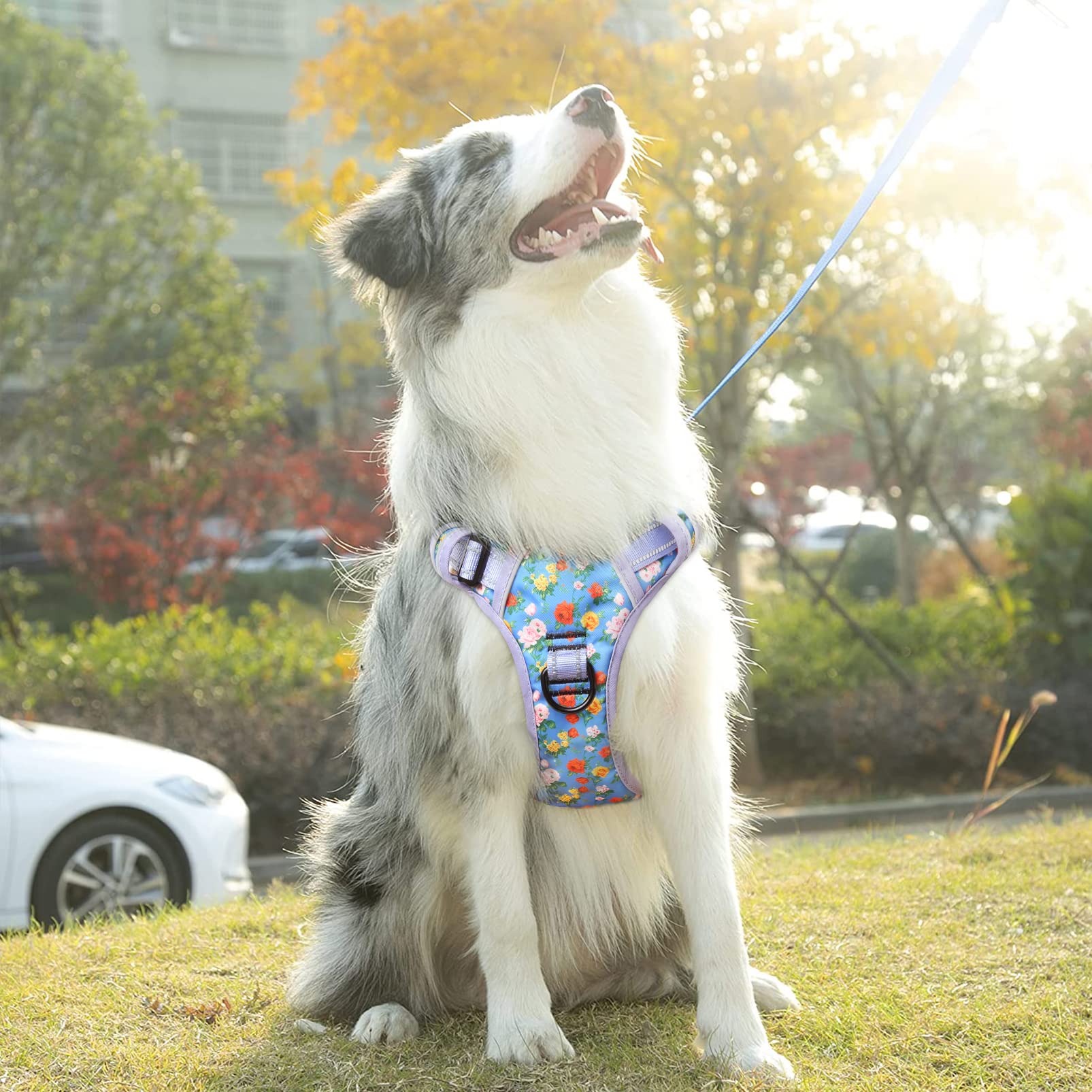 No Pull Dog Harness with 3 Snap Buckles - Reflective Oxford No Choke Harness for Small Medium Large & X-Large Dogs - Front & Back Metal Leash Clips - Soft Padded Comfort - Perfect for Walking, Training & Outdoor Adventures (Pack of 1)