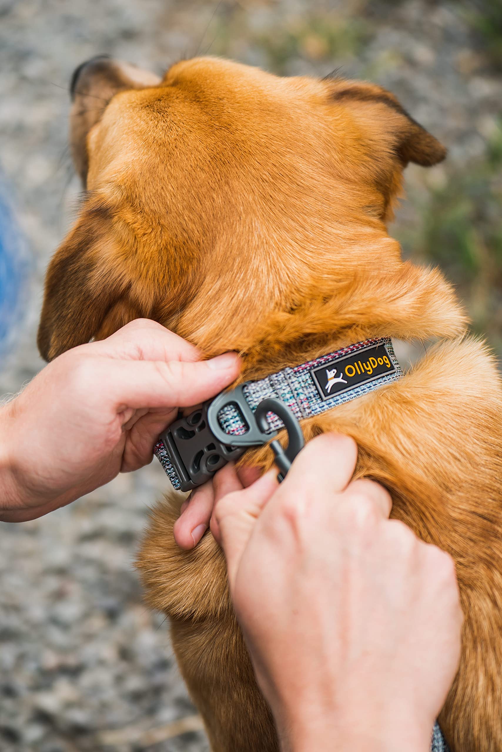 OllyDog Rescue Adjustable Dog Collar with Heavy-Duty Buckle - Lightweight Training Collar for Small, Medium & Large Dogs (Large, Prism) - Perfect for Daily Walks, Training & Outdoor Adventures
