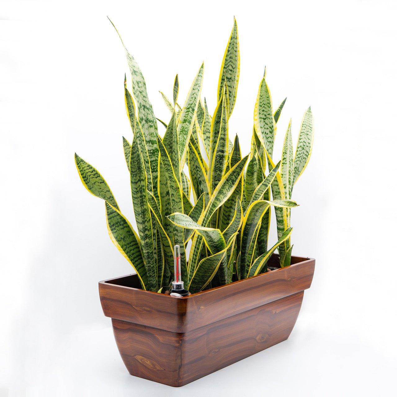 CATLEZA Modern Rectangular Planter Box - Indoor/Outdoor Flower Pot with Drainage Holes - Perfect for Home Decor, Garden, Patio, and Balcony Plants