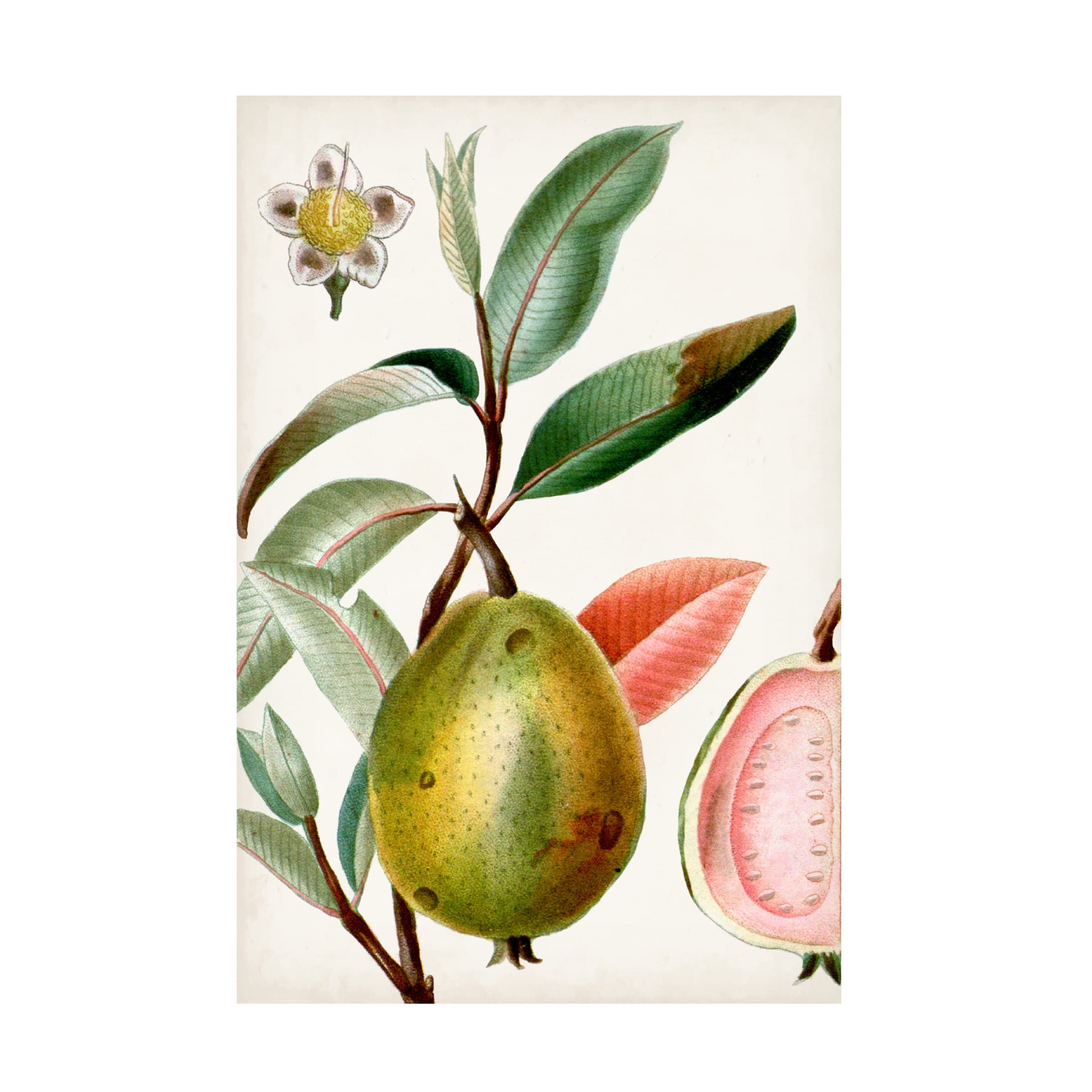 Trademark Fine Art 'Turpin Tropical Fruit IX' Canvas Wall Art Print - Vibrant Tropical Fruit Painting for Home & Office Decor, Kitchen, Dining Room