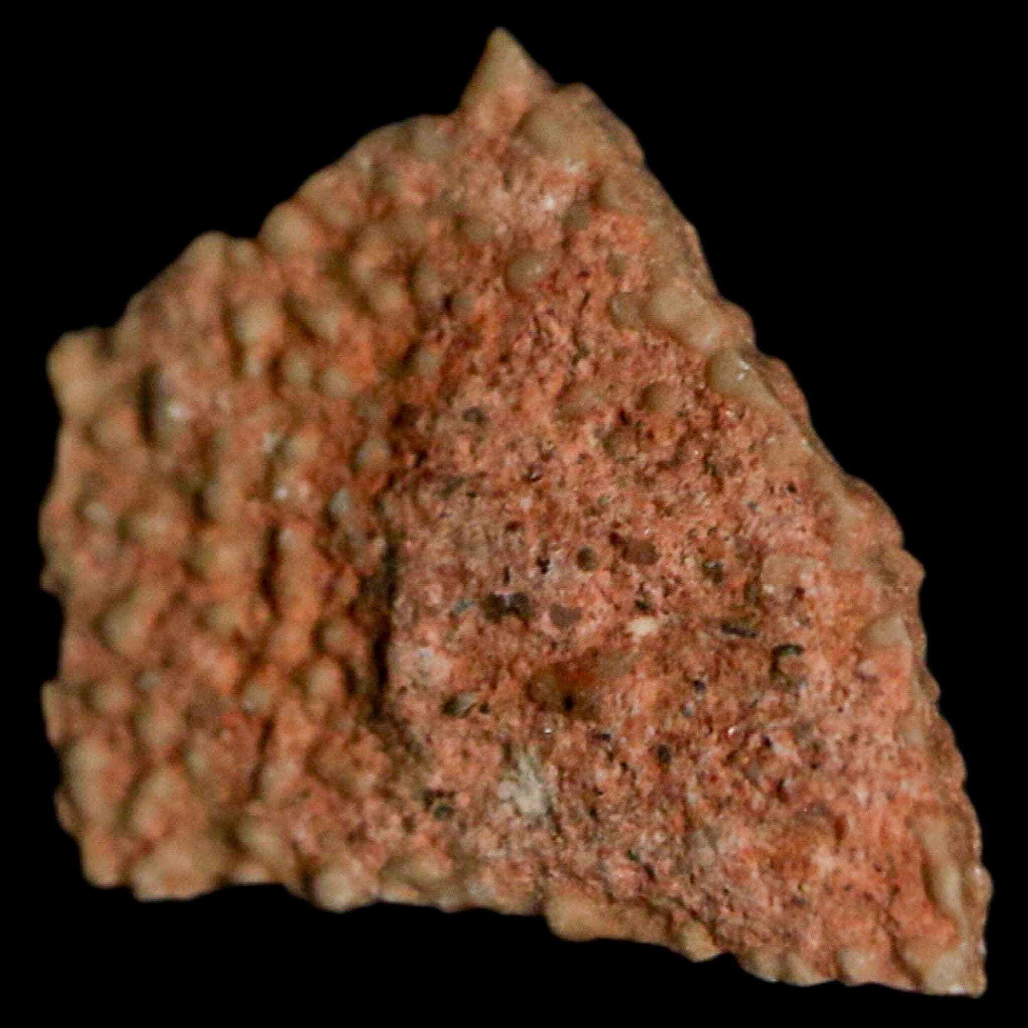 Authentic 0.5 Megaloolithus Titanosaur Dinosaur Fossil Egg Shell from Bouches-du-Rhône, France - Rare Collector's Item for Museum Display & Paleontology Enthusiasts - Perfect for Educational Exhibits, Home Decor, and Science Classrooms