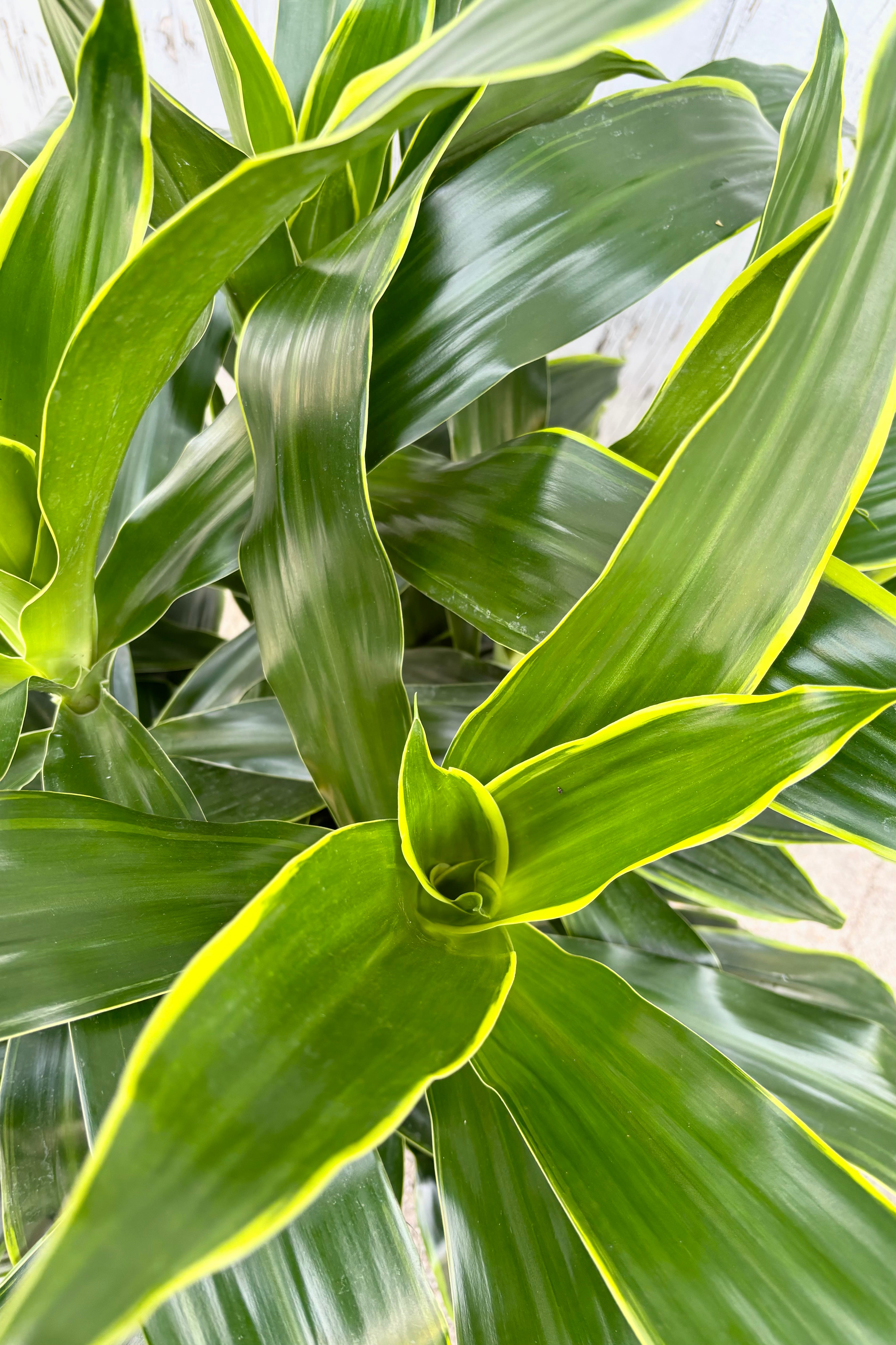 Dracaena 'Art' 14