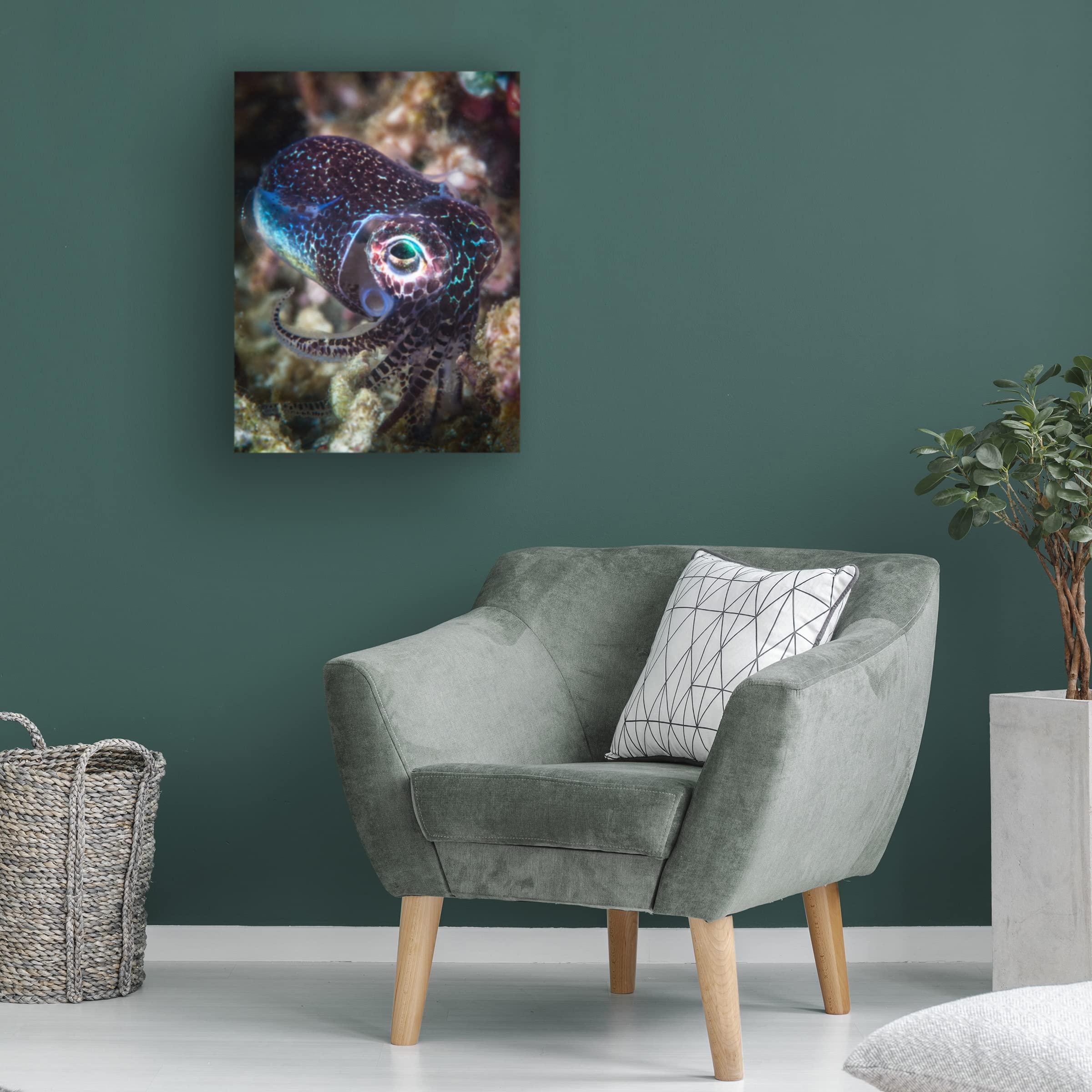 Trademark Fine Art 'Baby Cuttlefish' Canvas Wall Art Print by Barathieu Gabriel - Modern Ocean Themed Decor for Living Room, Nursery & Bedroom