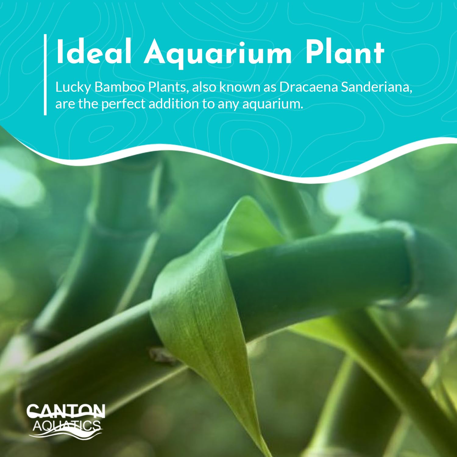 Lucky Bamboo Plant Dracaena Sanderiana - 5 Pack Curly Indoor House Plants - Organic Aquatic Plants for Home & Office Decor - Easy Care Low Maintenance - Perfect for Feng Shui, Gifts & Tabletop Decor