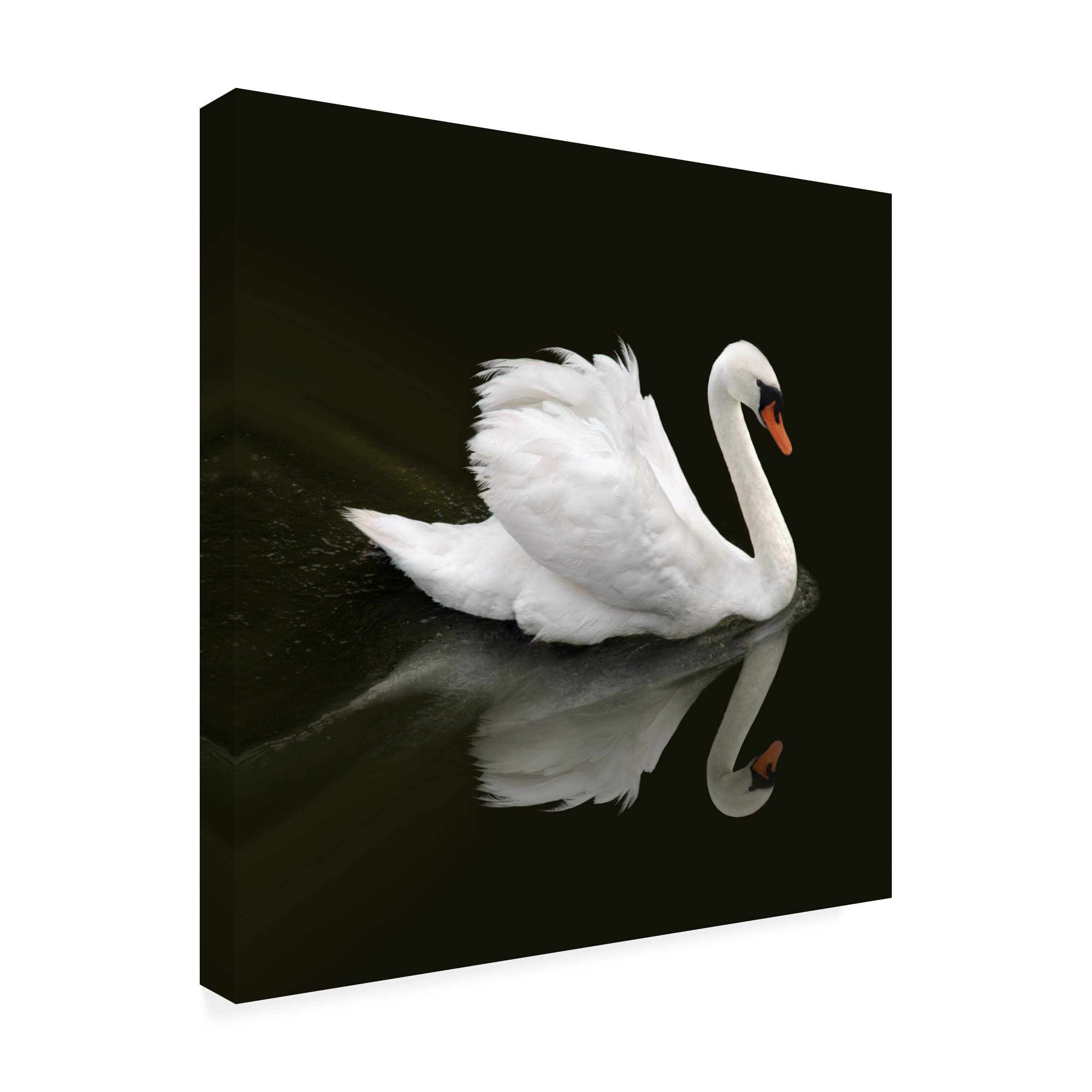 Ben Heine 'Swan 1' Canvas Wall Art Print - Modern Home Decor for Living Room, Bedroom & Office - Trademark Fine Art Collection