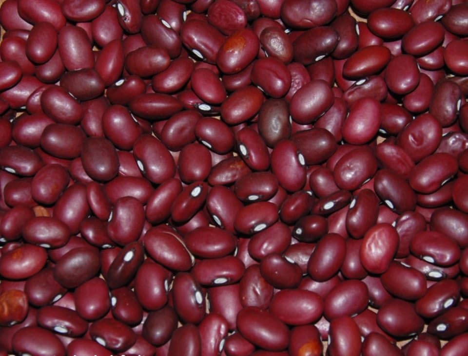 Organic Small Red Beans Seeds - Non-GMO Heirloom Mexican Red Beans for Chili, Soups & Stews - 100 Bush Bean Seeds for Home Garden Planting | Perfect for Mexican Cuisine, Vegan Recipes & Healthy Cooking