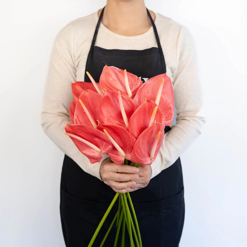 Anthurium Hot Pink Tropical Flower - Exotic Live Houseplant for Home Decor, Office, and Gift Giving