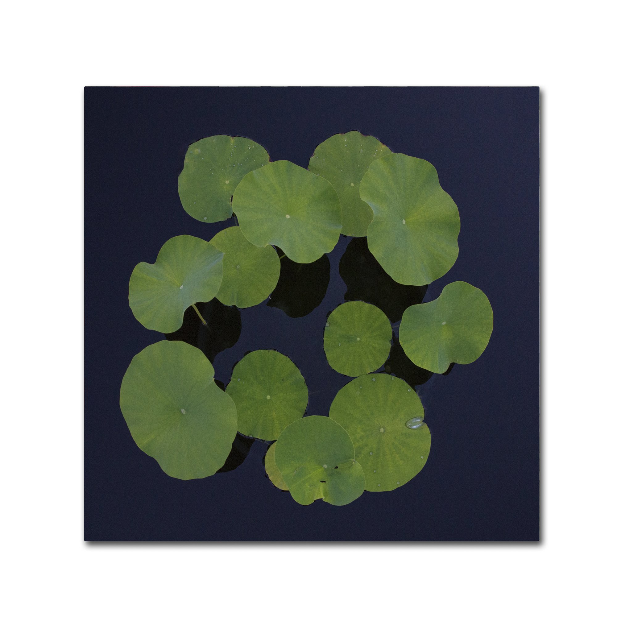 Giant Lily Pad Abstract Artwork by Kurt Shaffer - 18x18 Inch Canvas Wall Decor for Living Room, Bedroom & Office | Modern Botanical Painting | Handmade Home Decor