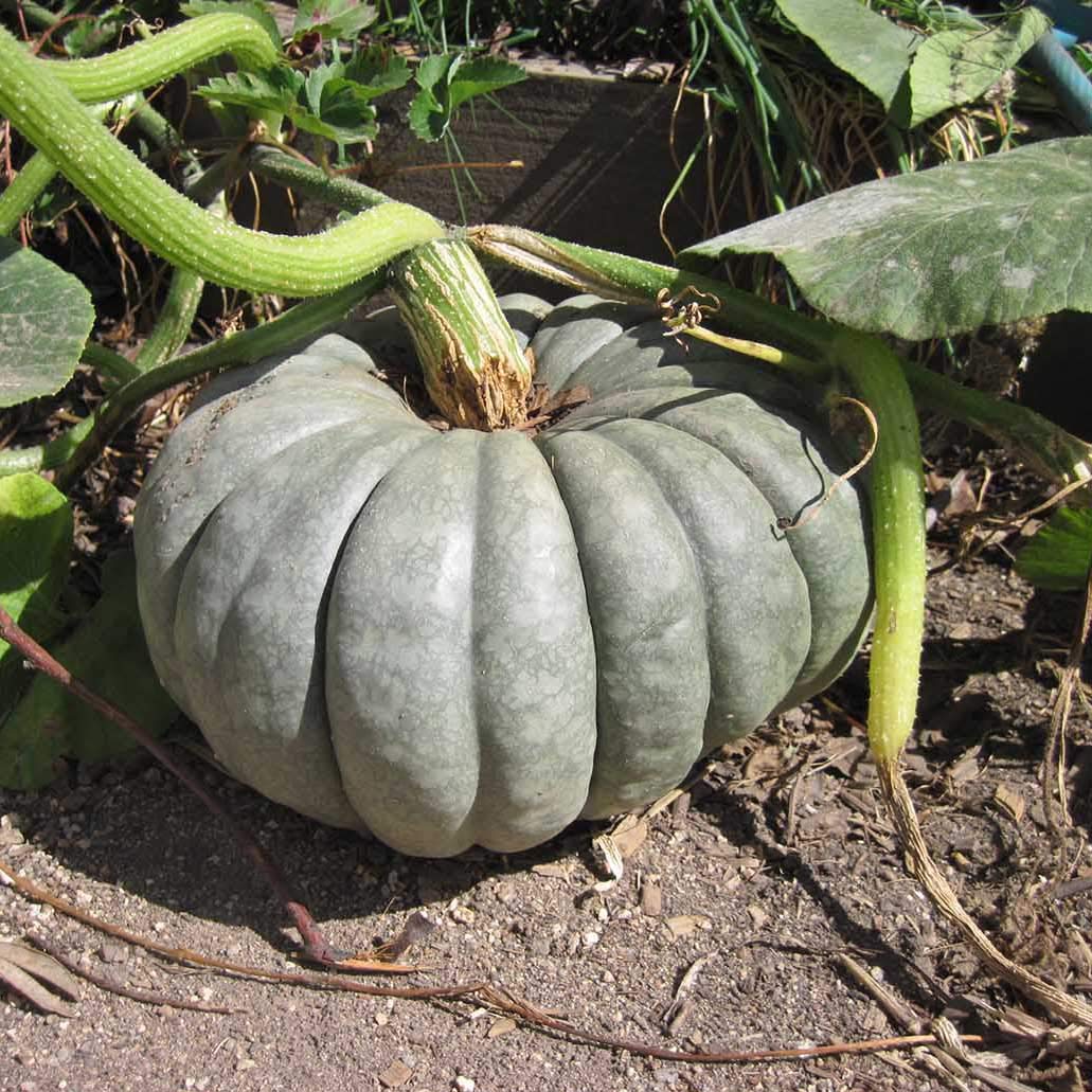 Blue Pumpkin Queensland Giant Seeds - Non-GMO Heirloom Vegetable for Halloween Decor & Rare Ornamental Gardening | Perfect for Fall Harvest, Holiday Displays & Unique Garden Landscapes