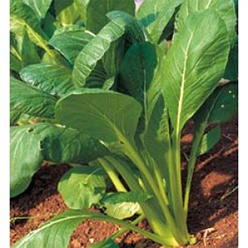 Komatsuna Oriental Mustard Spinach Seeds (25-Pack) - Perfect for Stir-Fry, Pickling & Boiling - Great Taste & Easy to Grow - Ideal for Home Gardens & Asian Cuisine