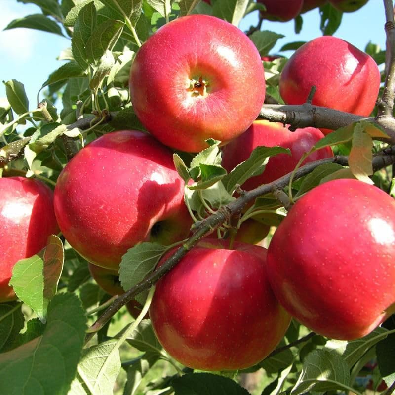 Non-GMO Mixed Fruit Seeds for Planting - 100 Grape, 100 Apple, 100 Kiwi, 100 Cherimoya, 10 Mulberry, 20 Cherry Seeds - Fresh Home Garden Seeds for DIY Planting, Backyard Orchard & Indoor Gardening