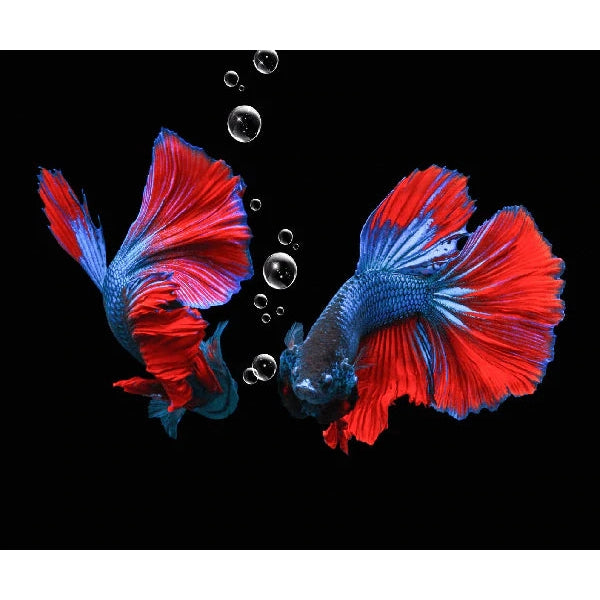 Beautiful Female Betta Fish Combo - Vibrant Colors & Healthy Live Fish for Aquariums, Fish Tanks, and Home Decor