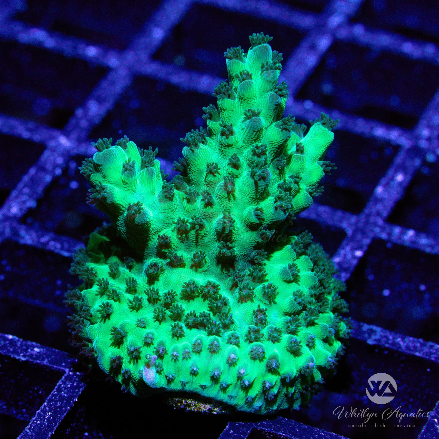 M7 Aussie Special Acro Coral - WYSIWYG Live Coral for Saltwater Aquariums | Perfect for Reef Tanks & Marine Aquascaping