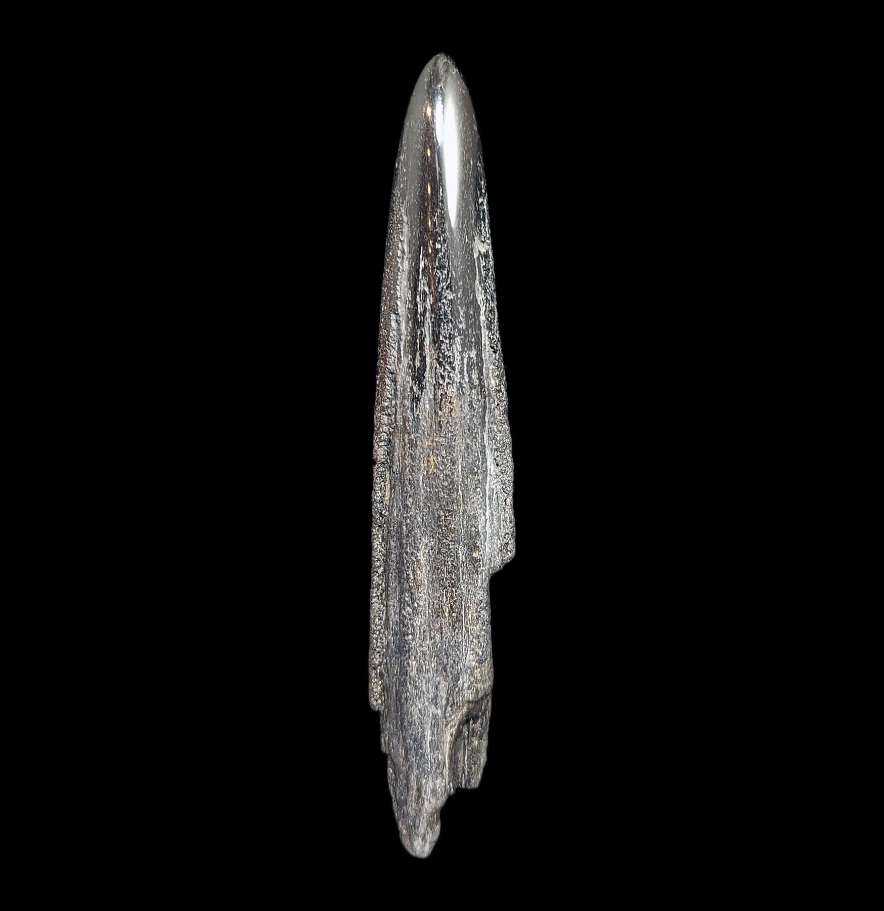 Authentic Fossilized Swordfish Rostrum Specimen - Rare Marine Fossil Collectible for Paleontology Enthusiasts - Perfect for Home Display, Museum Collections & Educational Use