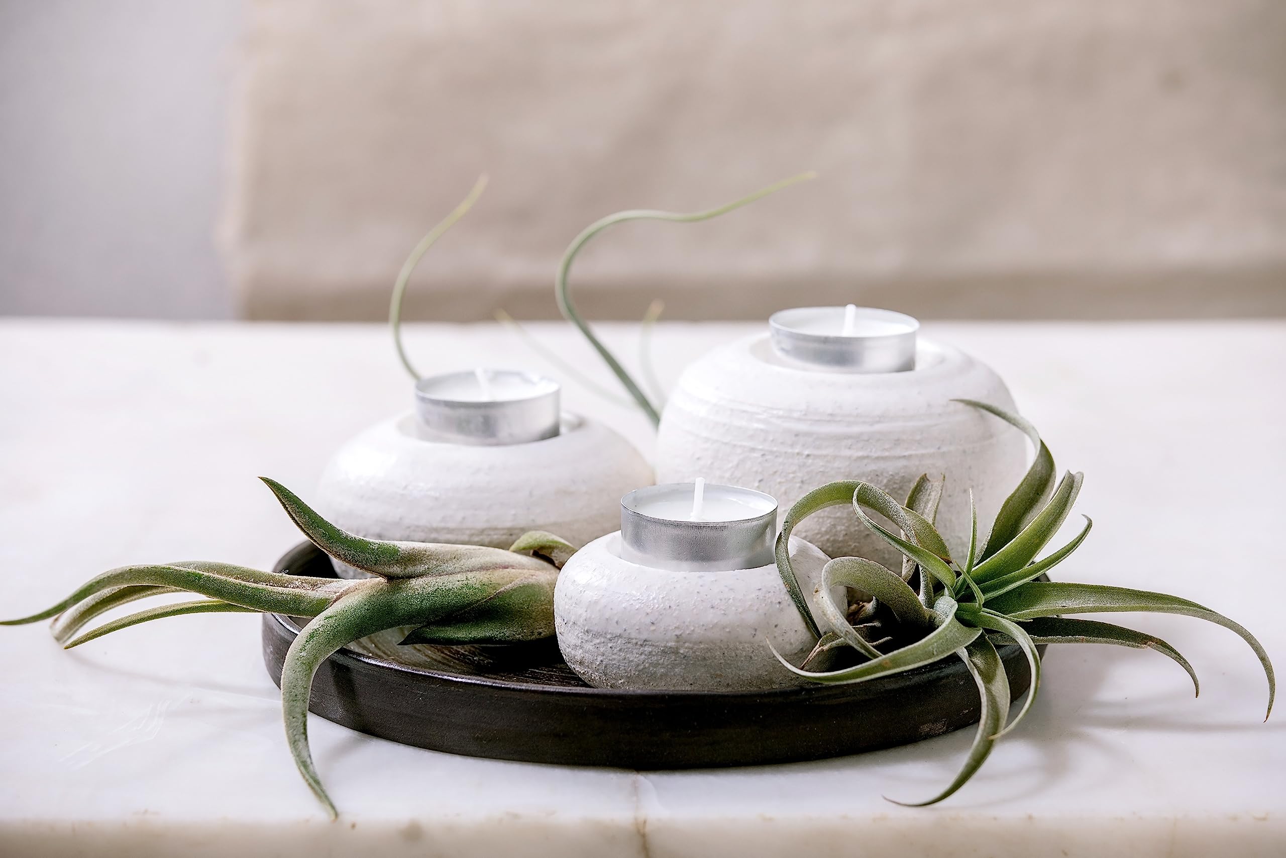 50 Pack Live Tillandsia Air Plants - Bulk Indoor Plants for DIY Terrarium Kit, Wedding & Party Favors, Unique Gifts for Plant Lovers | Perfect for Home Decor, Office Plants & Succulent Displays
