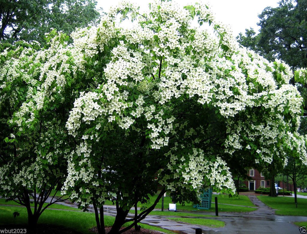 10 Chinese Dogwood Plants - Beautiful Blooms, Foliage, Fruit & Bark for Landscaping & Garden Decor