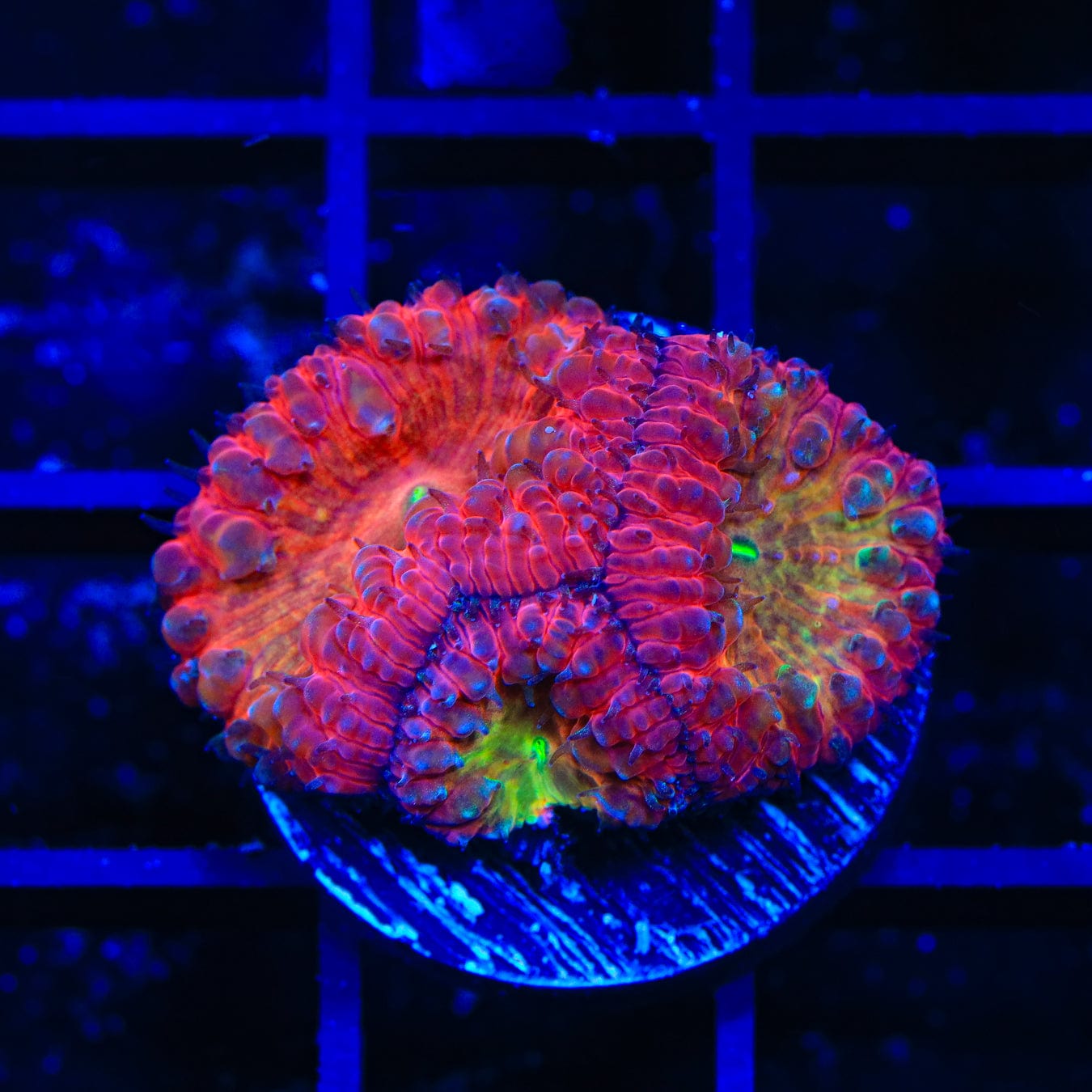 Premium Barbie Party Blastomussa Coral for Saltwater Aquariums - Vibrant Pink LPS Coral for Reef Tanks, Nano Tanks & Coral Frag Racks | Perfect for Beginners & Advanced Hobbyists