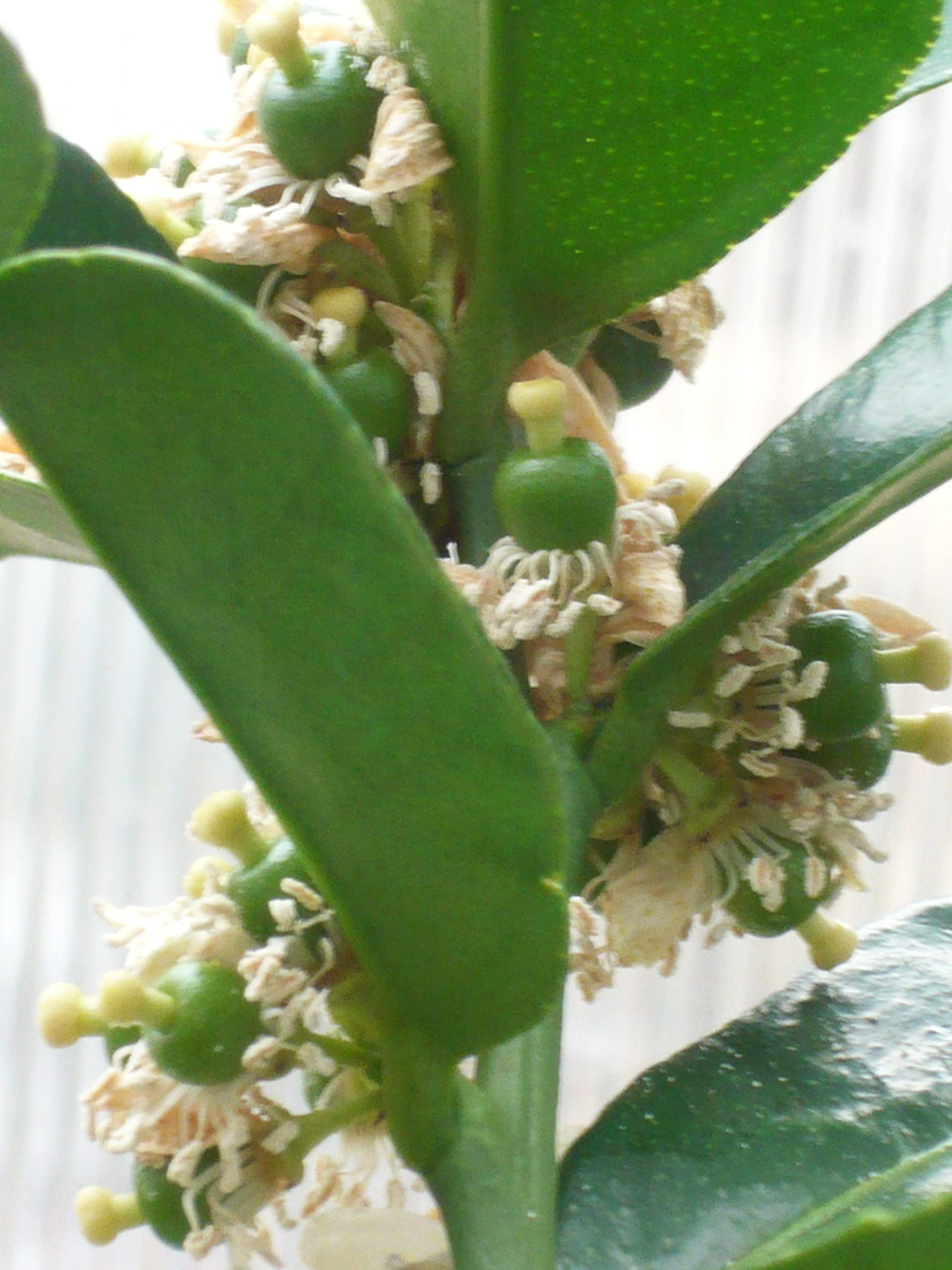 Grafted Semi-Dwarf Kaffir Lime Tree (Thai Makrut) - Fresh Citrus for Thai Cooking, Cocktails & Home Gardening