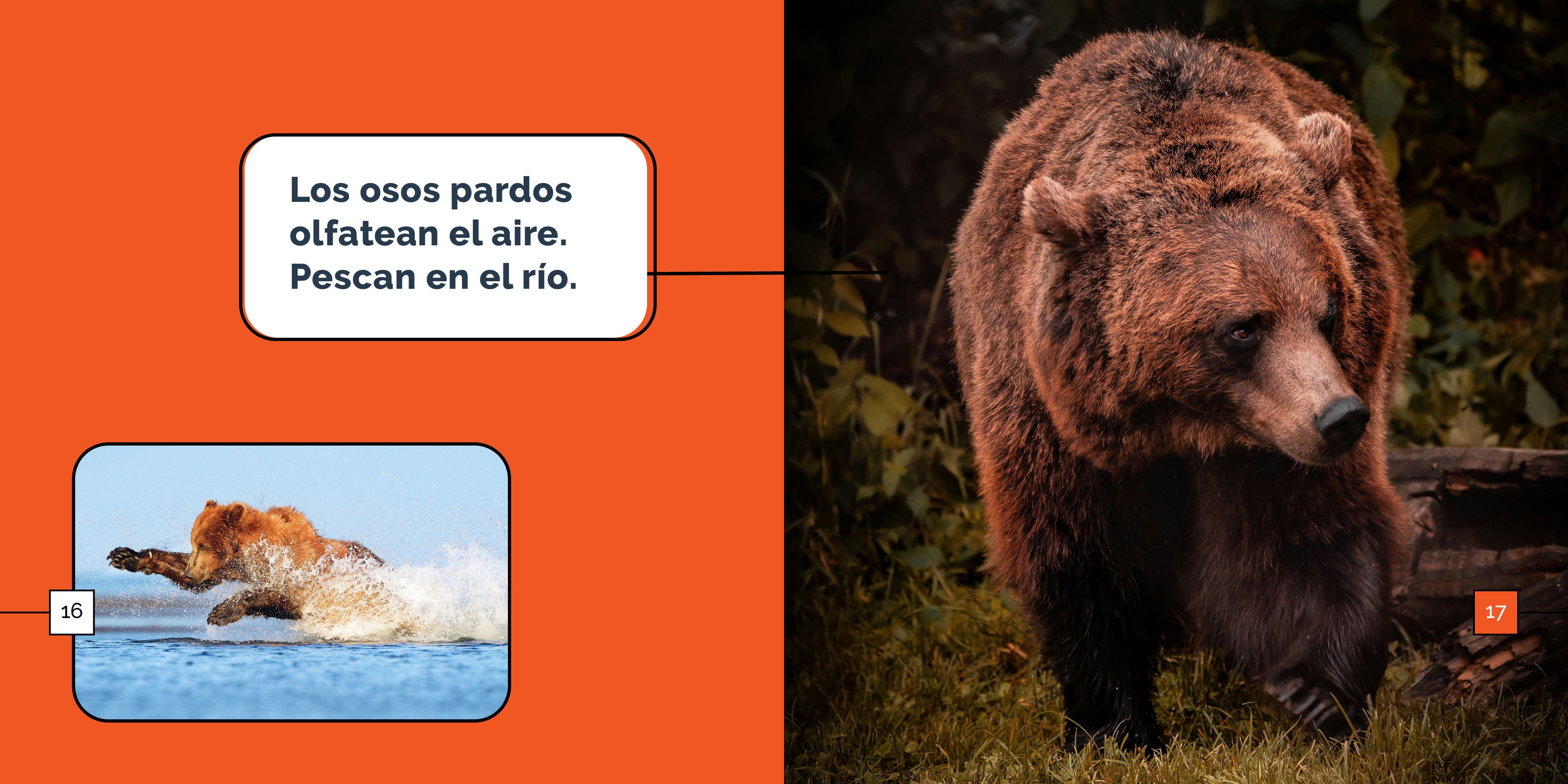 Brown Bears Wonders - Stunning Wildlife Photography & Nature Decor for Home & Office