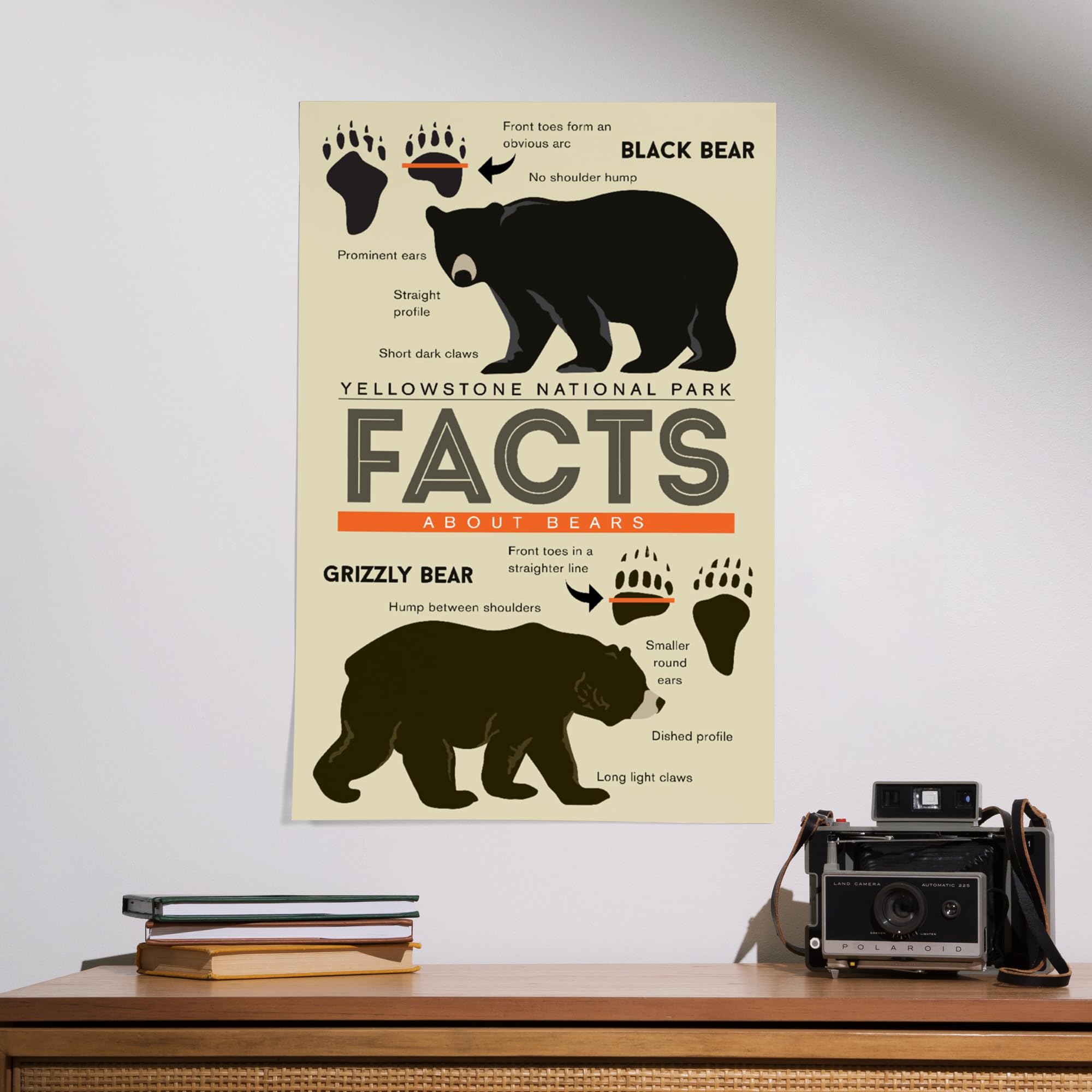 Lantern Press 16x24 Inch Yellowstone National Park Giclee Art Print - Wyoming Landscape Wall Decor with Grizzly & Black Bear Facts - Perfect for Home, Office & Cabin Decor