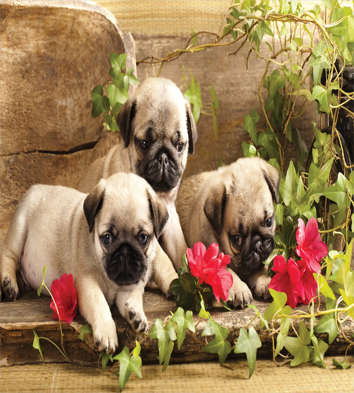 Ambesonne Pug Duvet Cover Set - Queen Size 2-Pack with 2 Duvet Covers & 4 Pillowcases, Sibling Puppies Floral Design on Wooden Backdrop in Fern Green & Eggshell - Perfect for Dog Lovers' Bedroom Decor, Guest Room, or Cozy Pet-Themed Home
