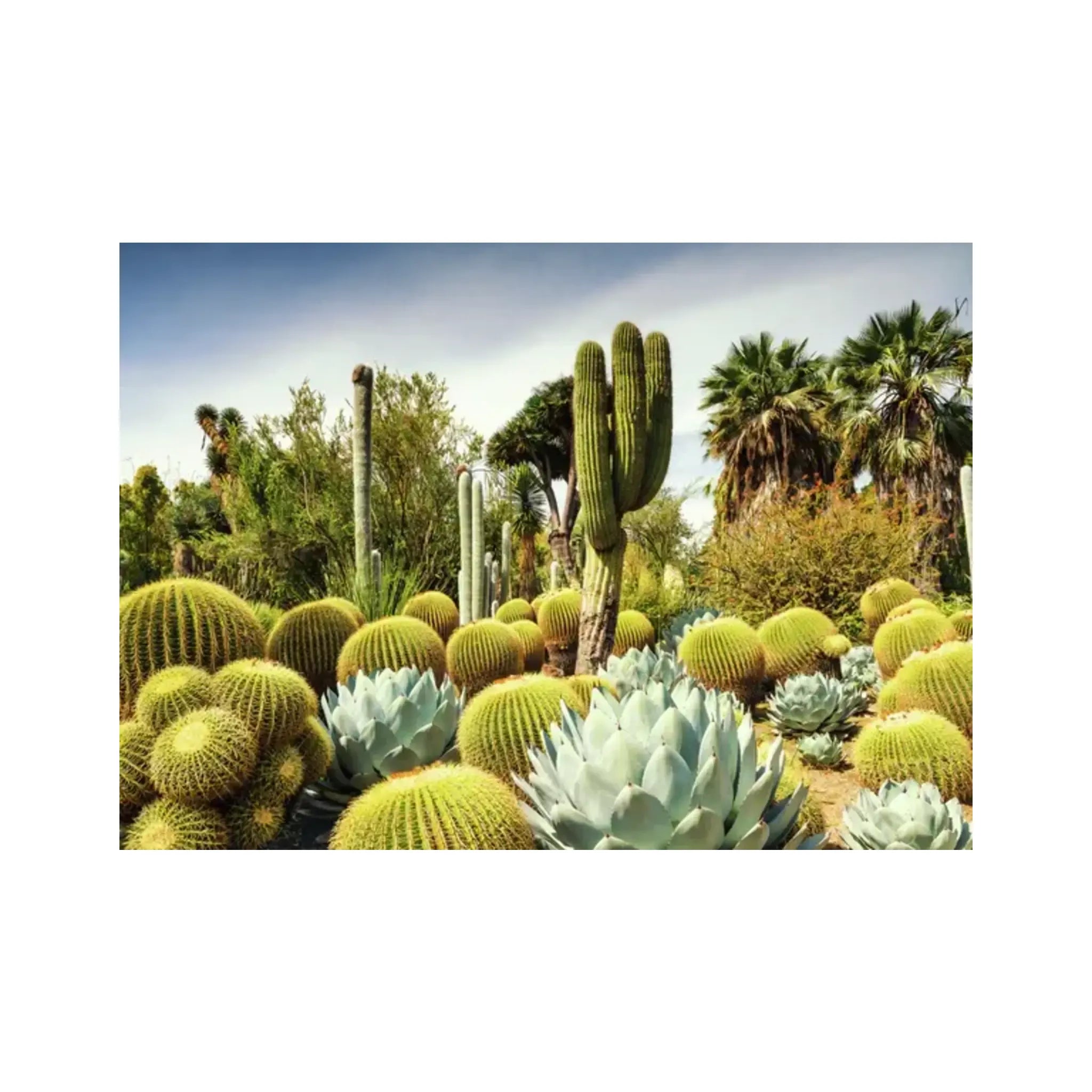 Huntington Desert Garden California PZ1000 - Stunning Succulent & Cactus Collection | Perfect for Home Decor, Landscaping & Botanical Enthusiasts